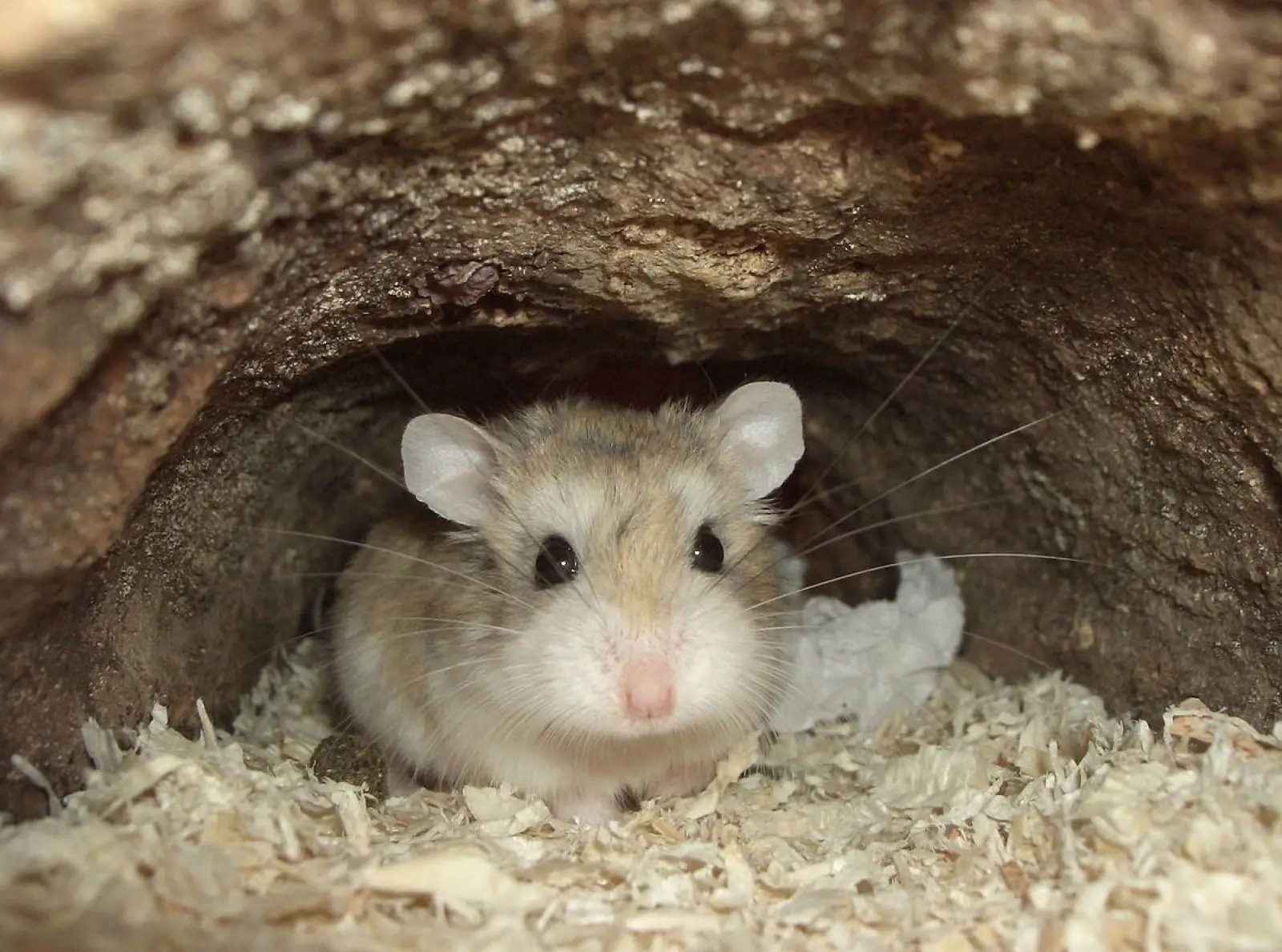 Roborovski-Hamster 11
