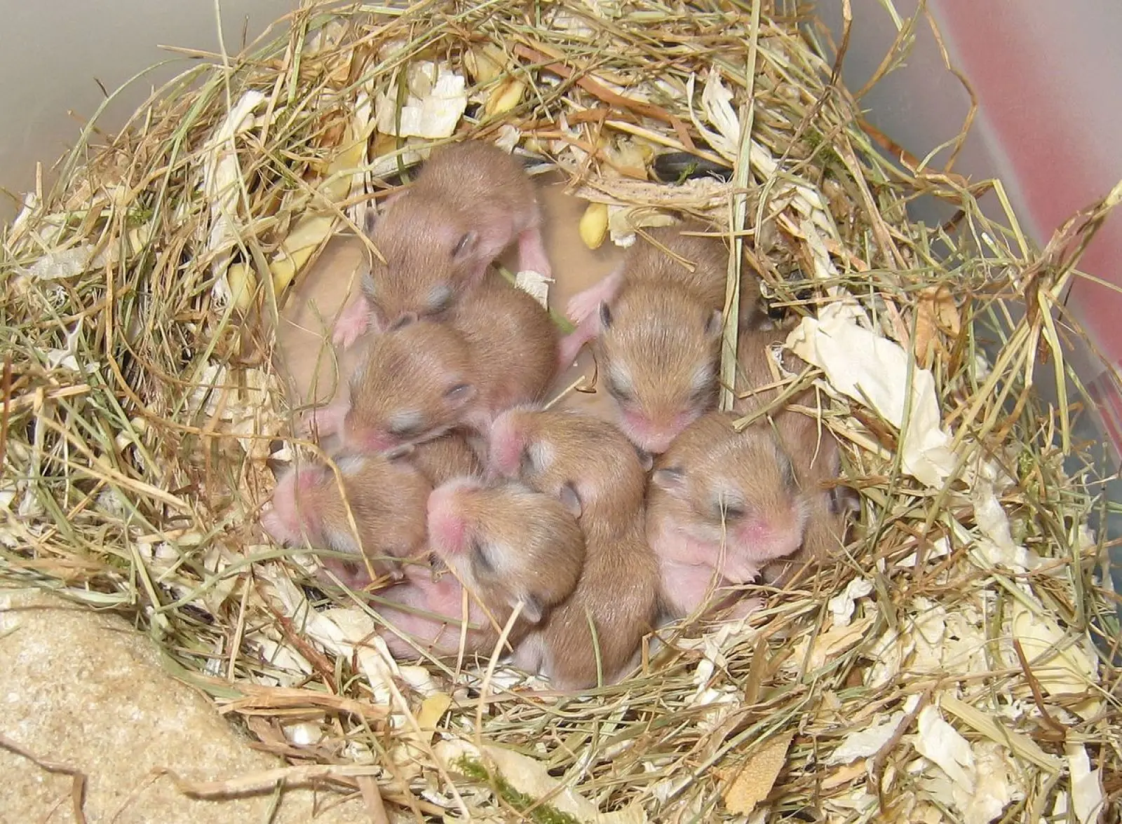 Roborovski-Hamster 12