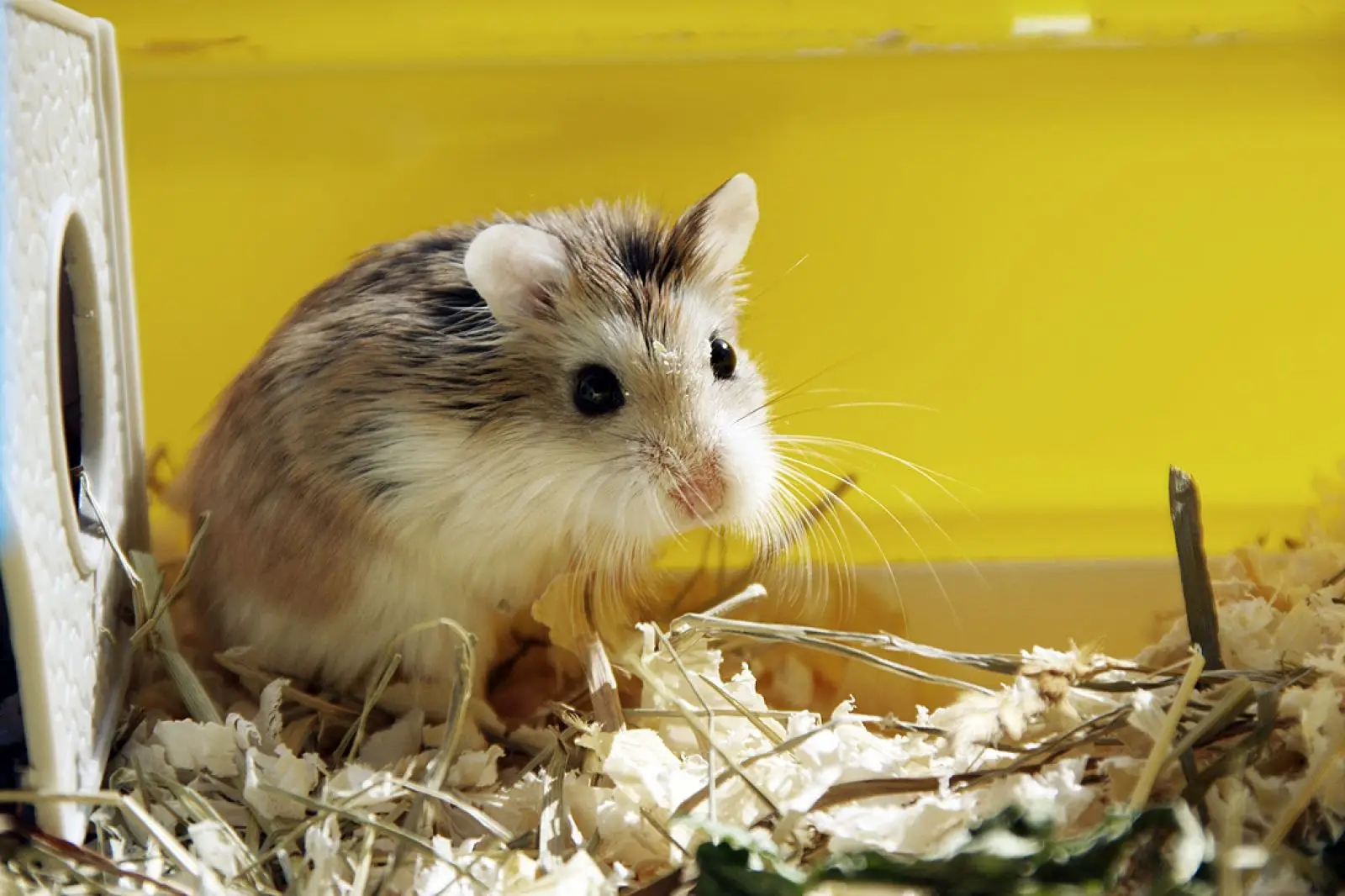 Roborovski-Hamster 13