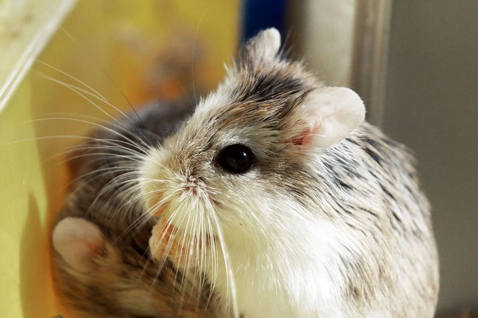 Roborovski-Hamster 14