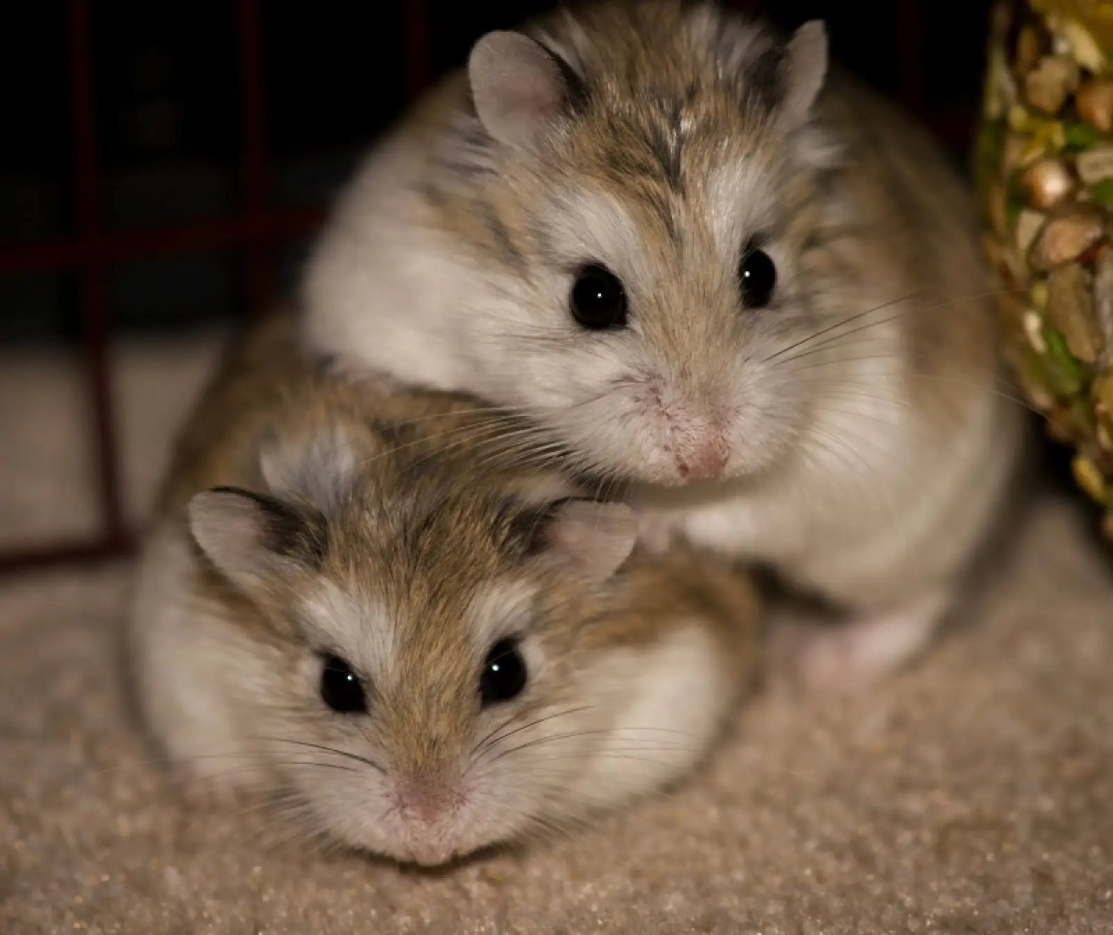 Roborovski-Hamster 16