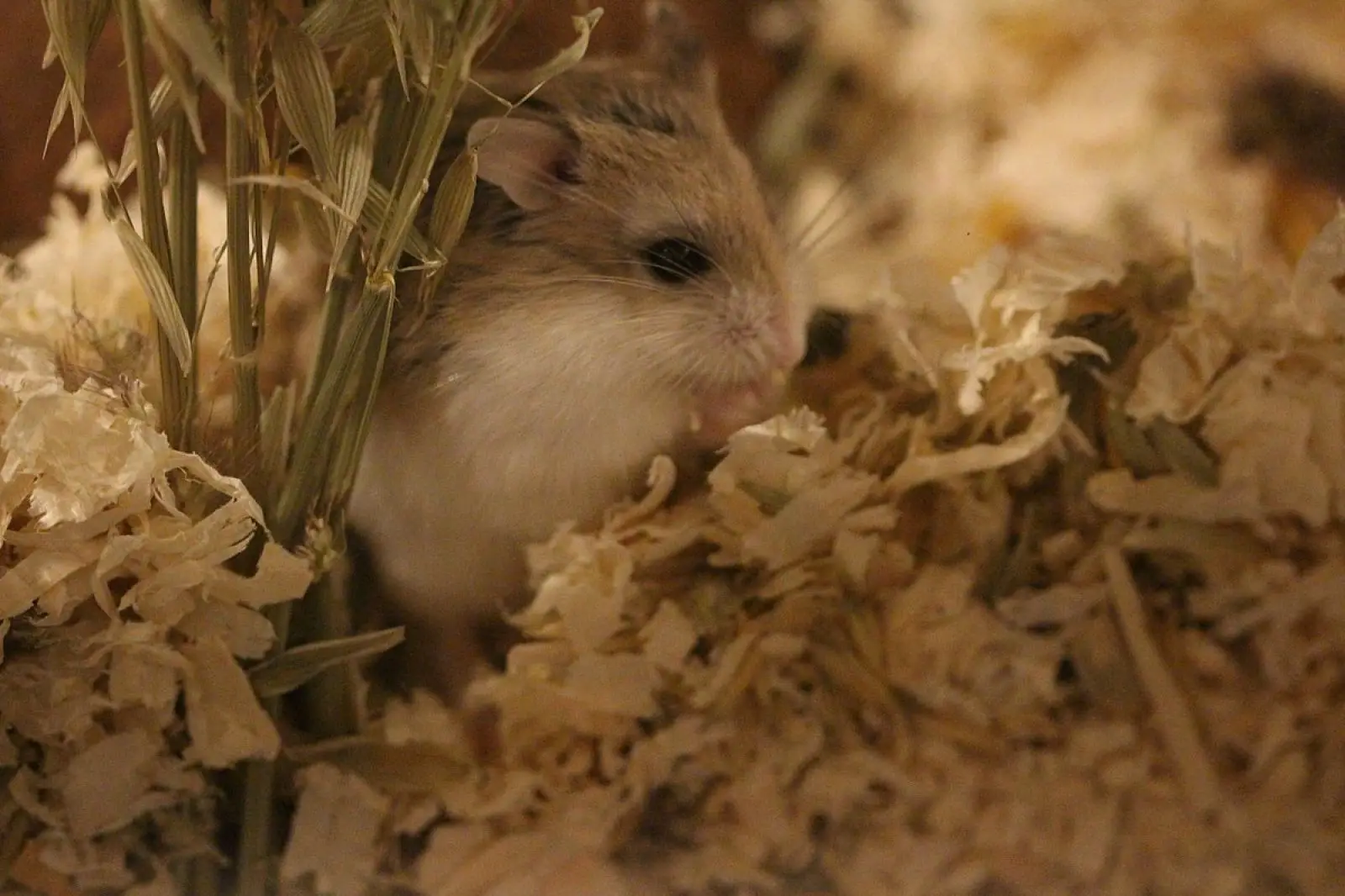 Roborovski-Hamster 17
