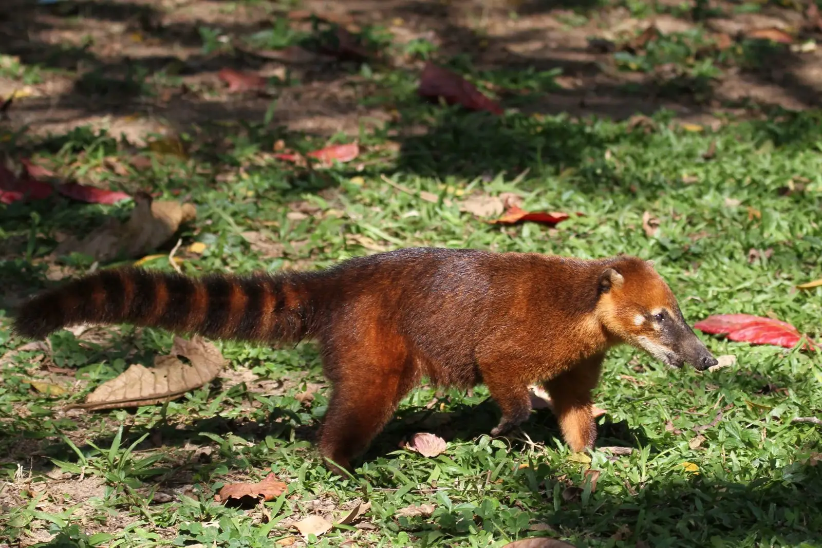 South-American-Coati 02