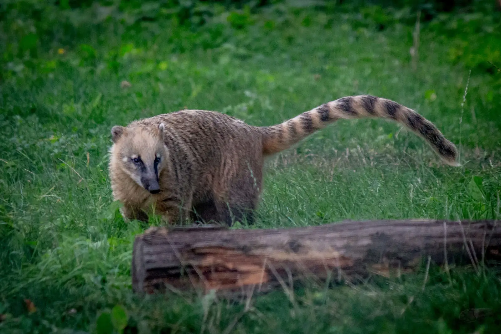 South-American-Coati 03