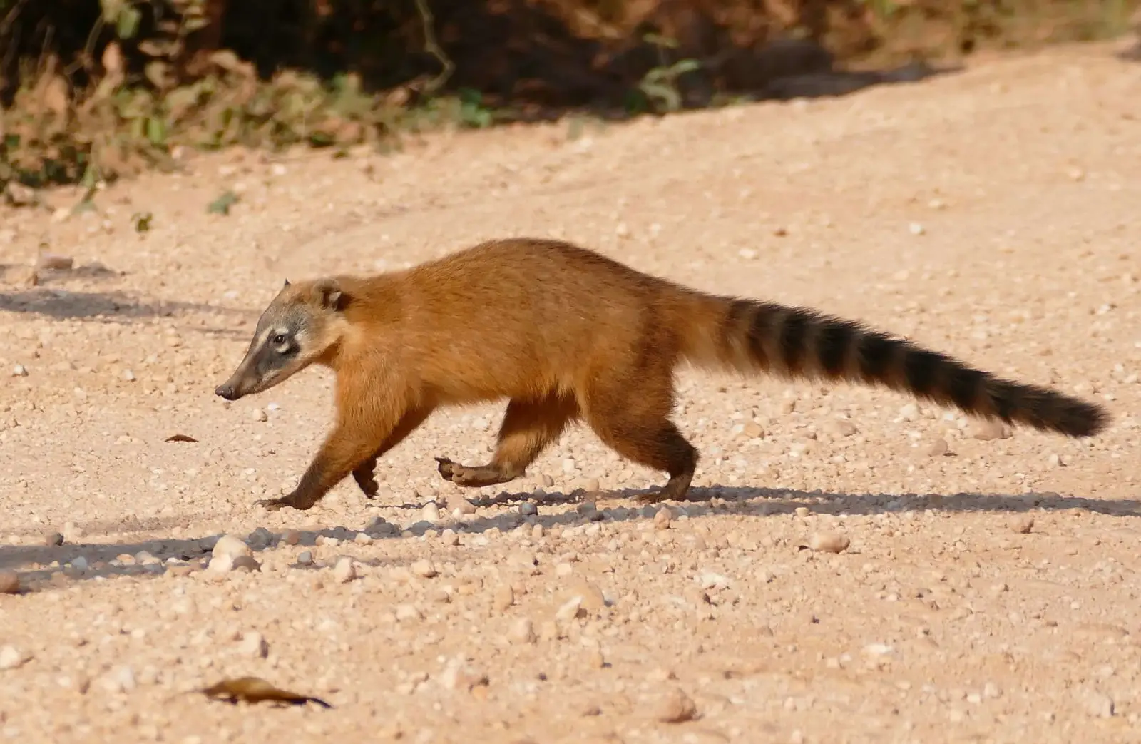 South-American-Coati 04