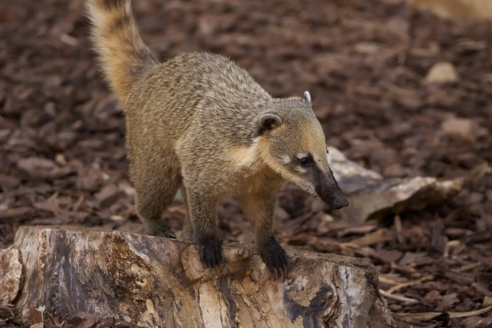 South-American-Coati 05