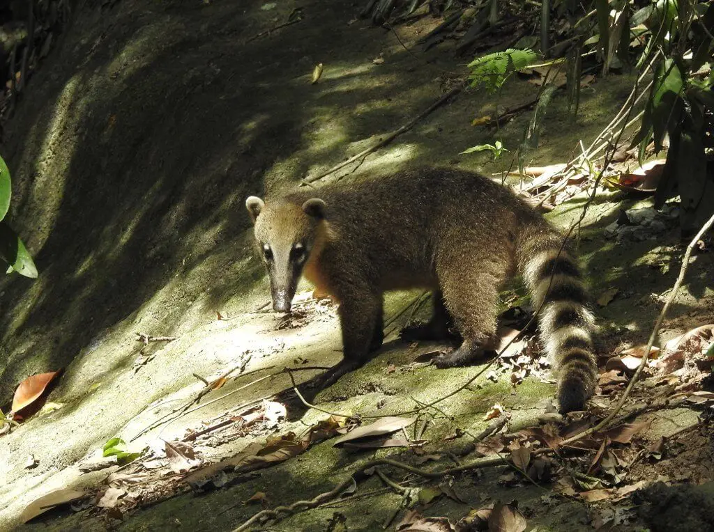 South-American-Coati 06