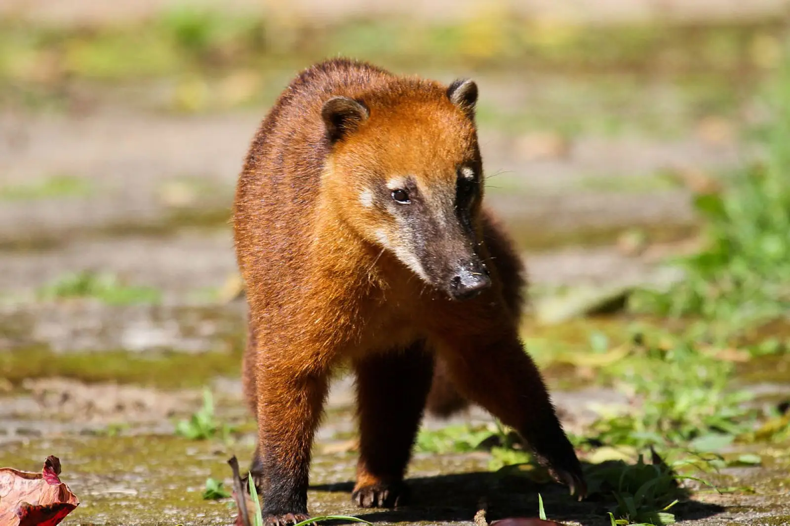 South-American-Coati 07