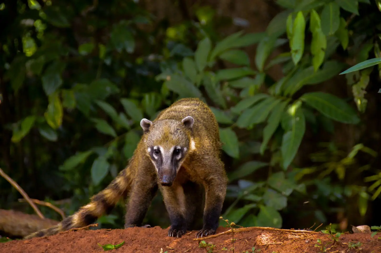South-American-Coati 08