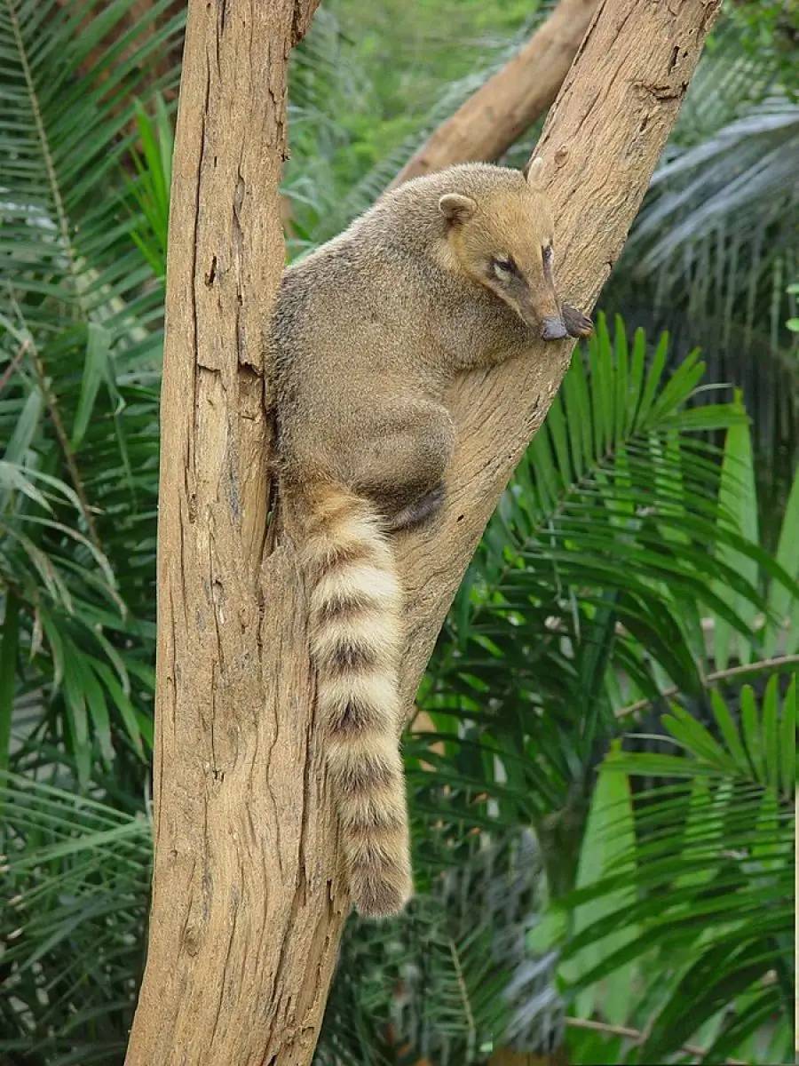 South-American-Coati 09