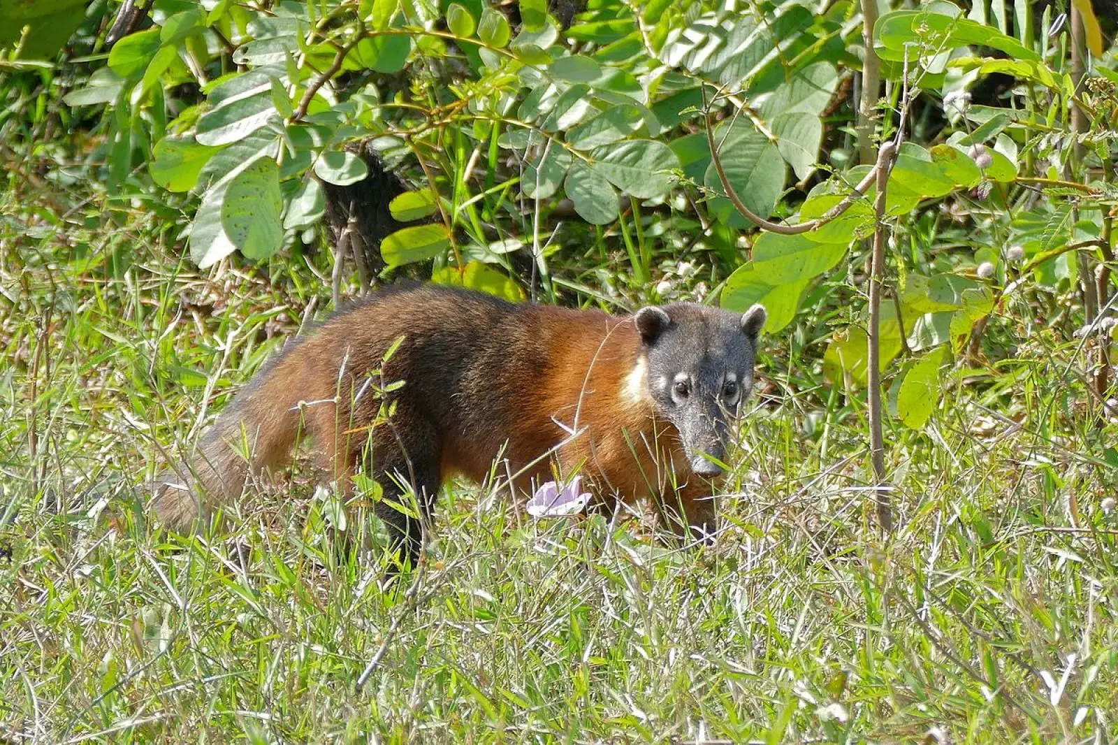 South-American-Coati 10