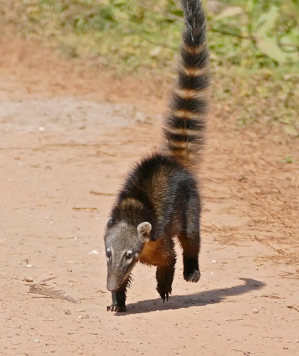 South-American-Coati 11