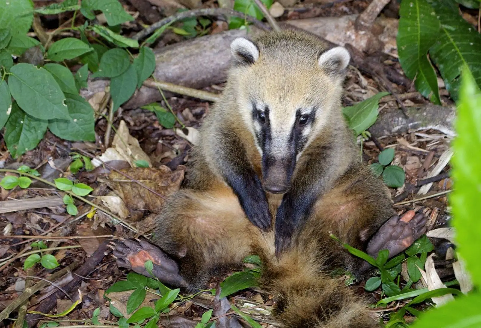 South-American-Coati 13