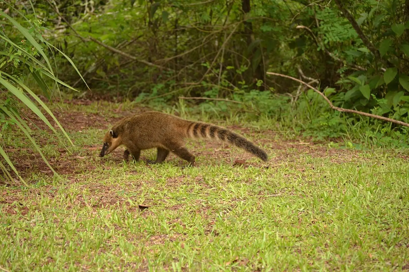 South-American-Coati 14
