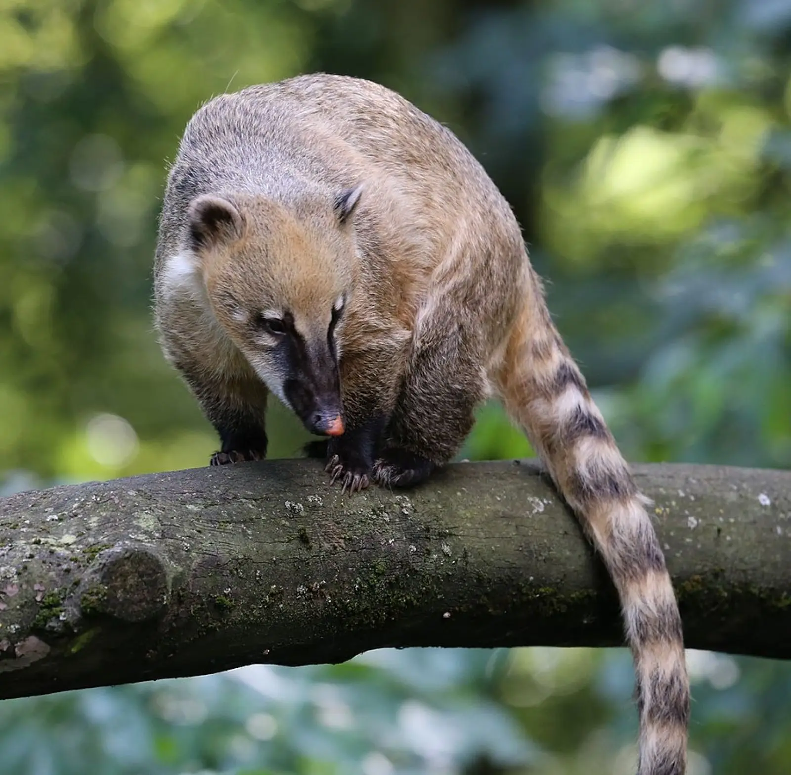 South-American-Coati 15