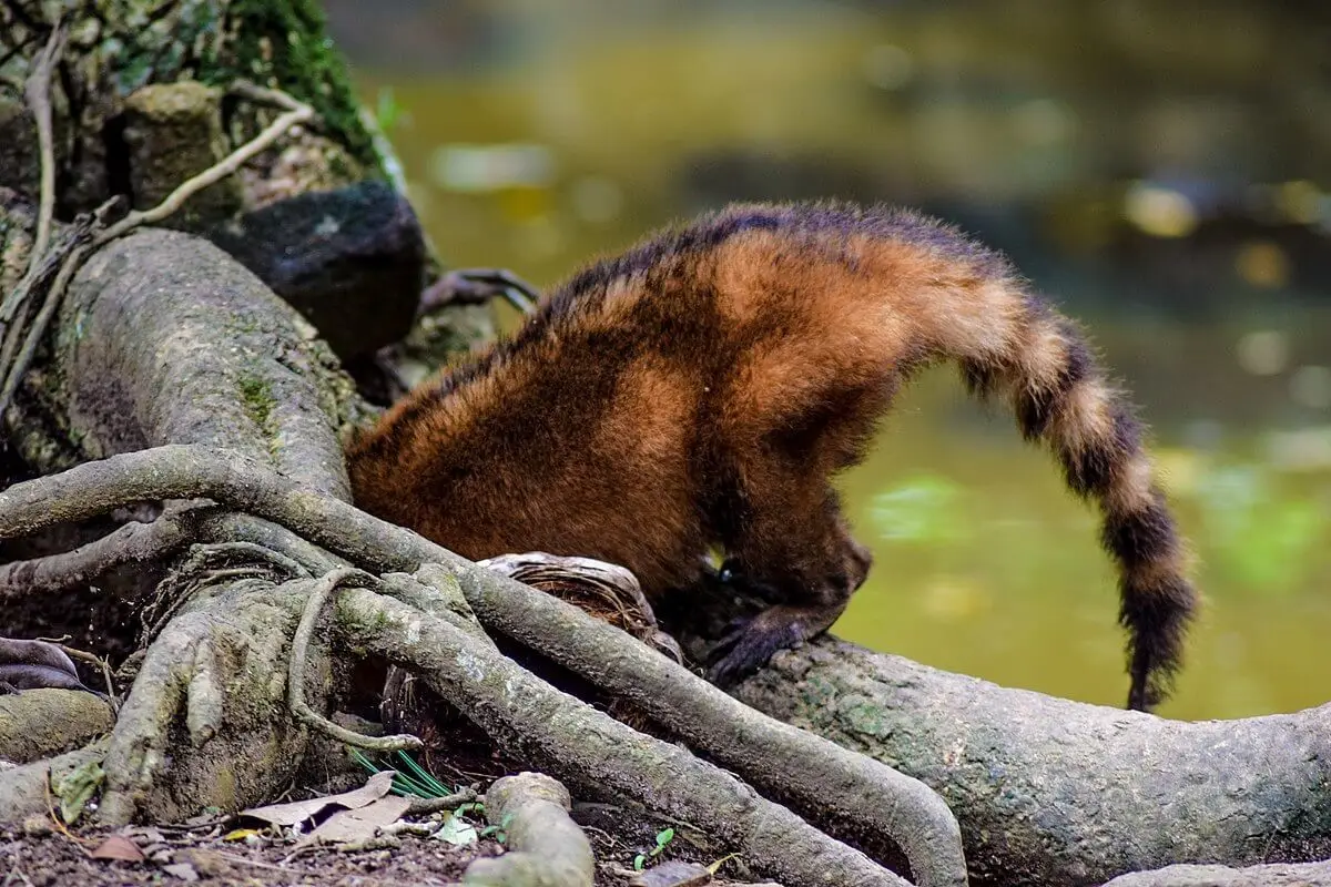South-American-Coati 17