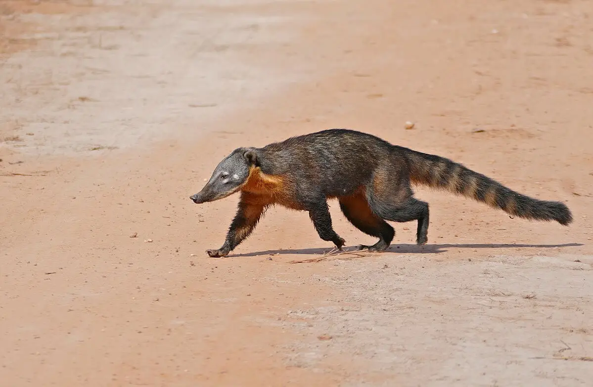 South-American-Coati 18