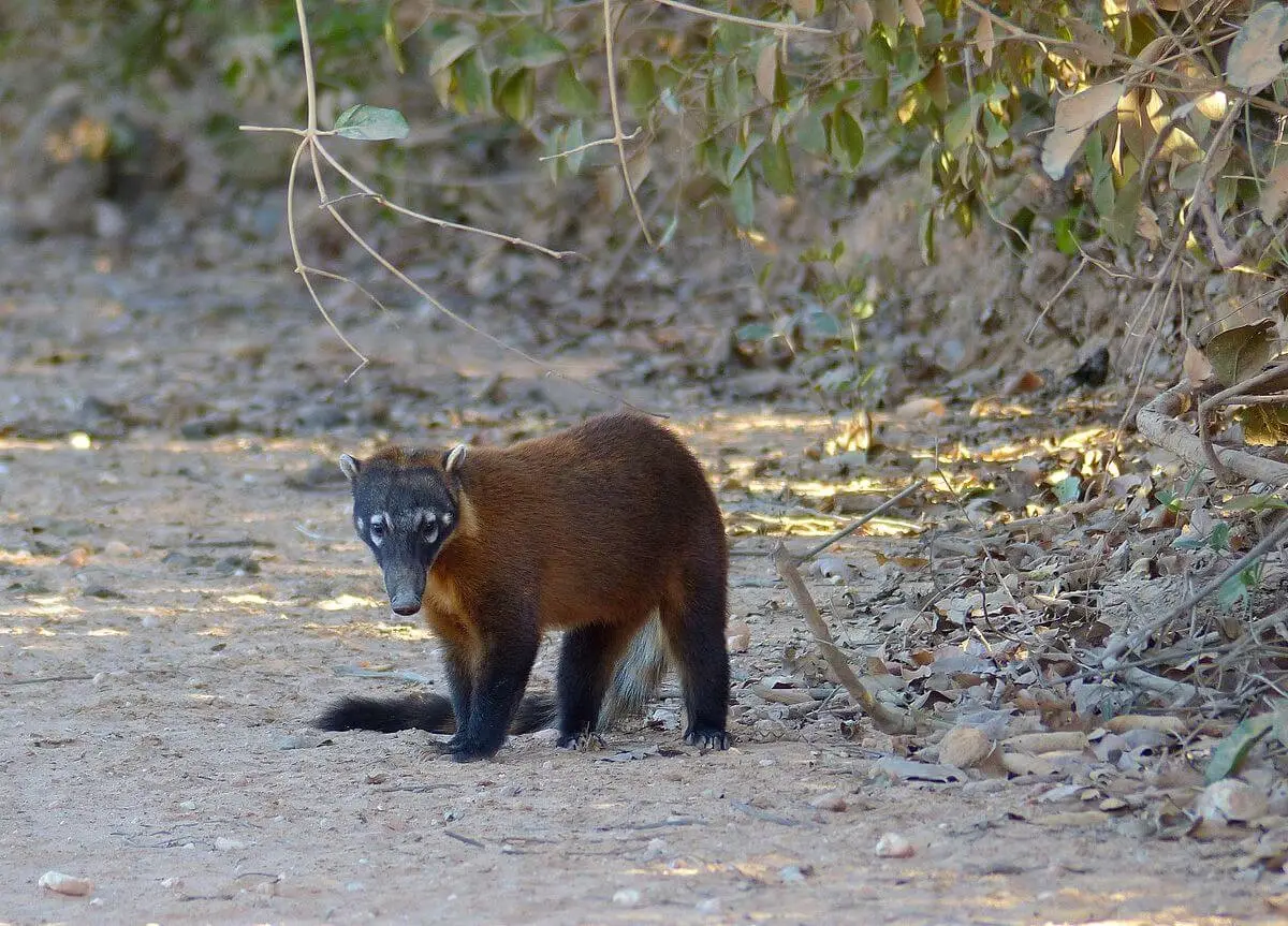 South-American-Coati 19