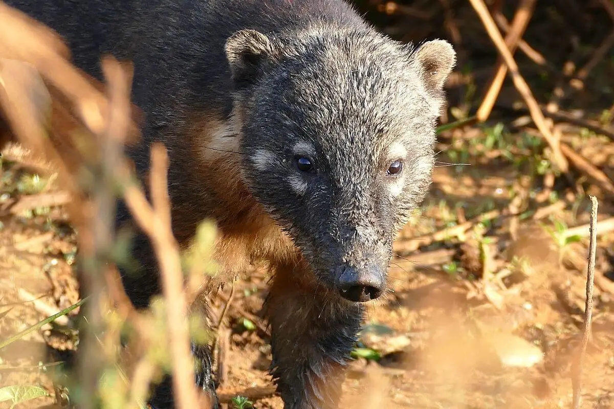 South-American-Coati 20