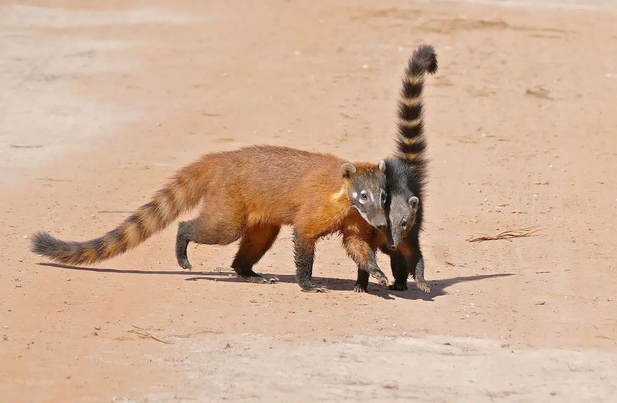 South-American-Coati 21