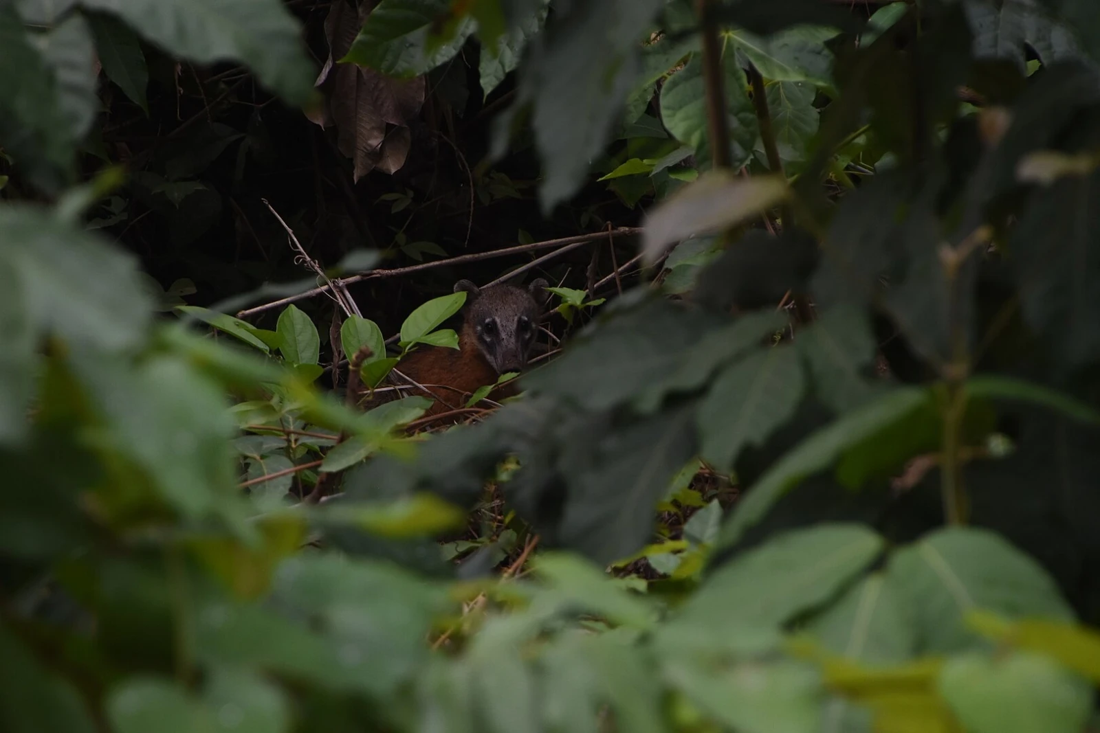 South-American-Coati 22