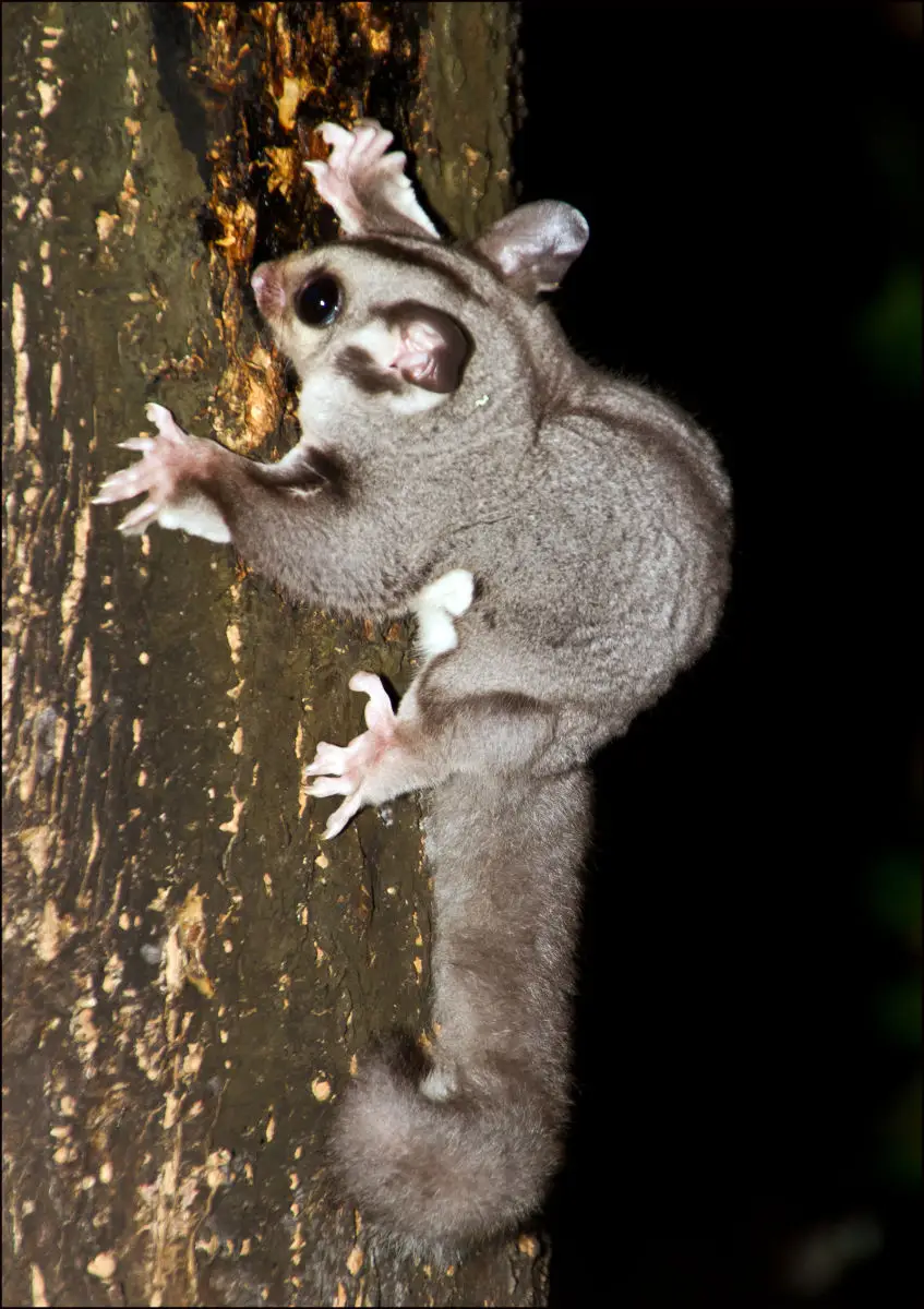 Sugar-Glider 02