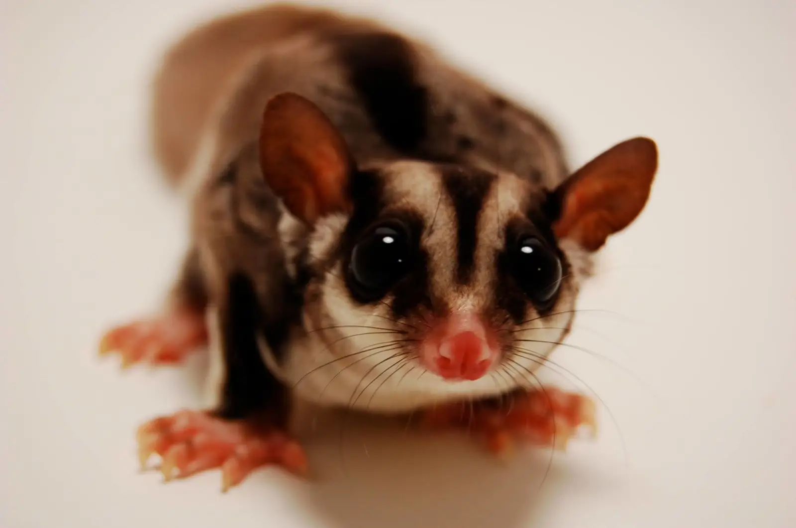 Sugar-Glider 03