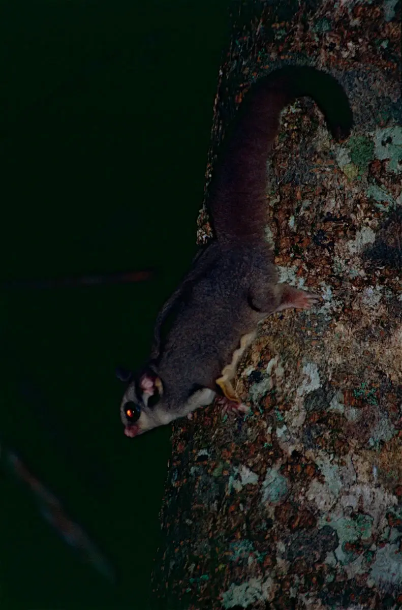 Sugar-Glider 04