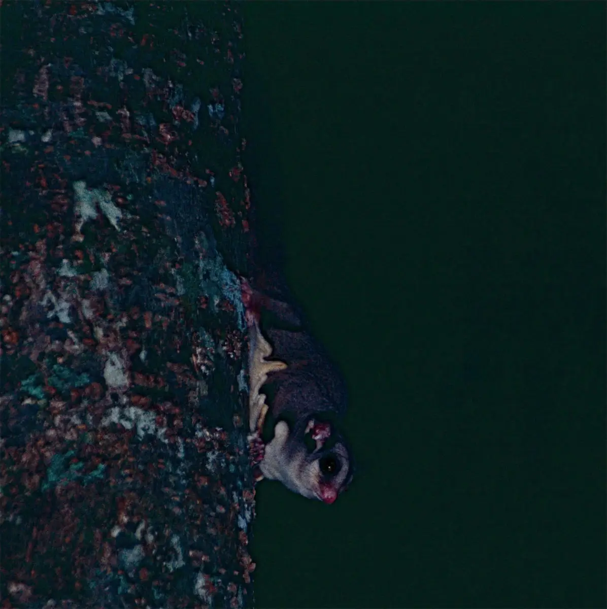 Sugar-Glider 05