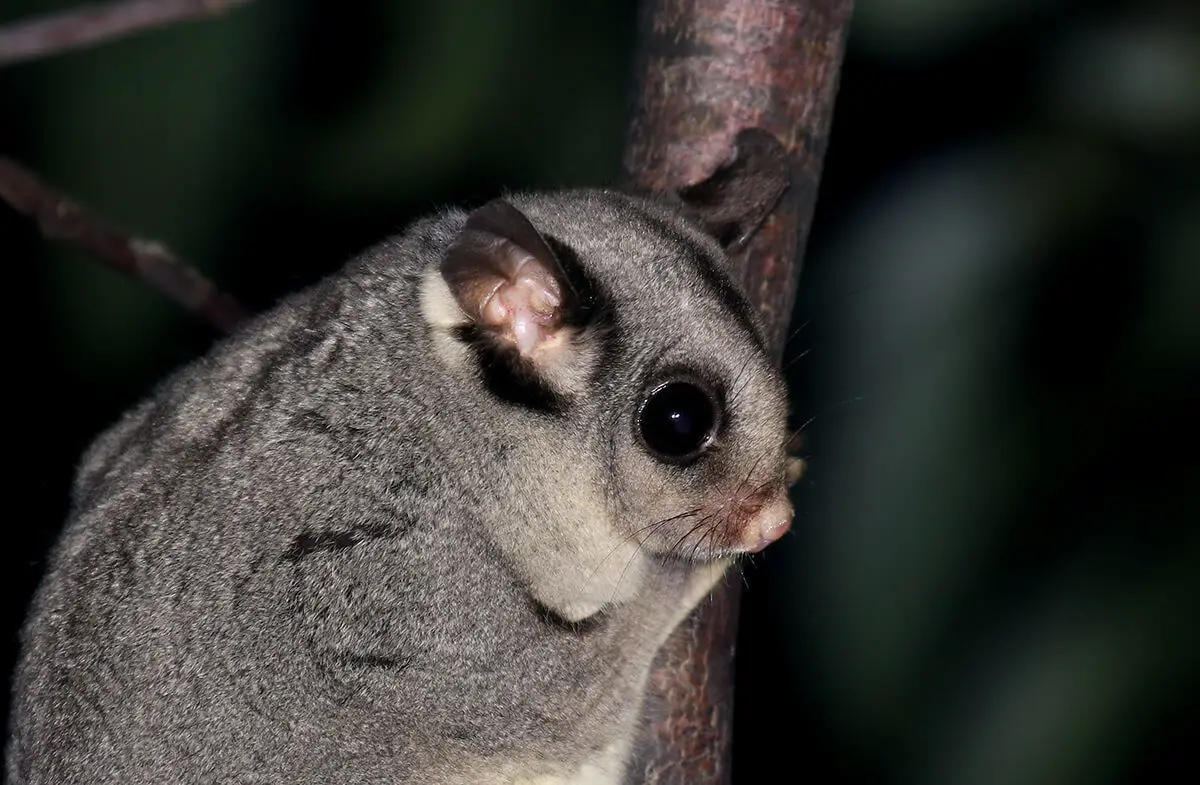 Sugar-Glider 06