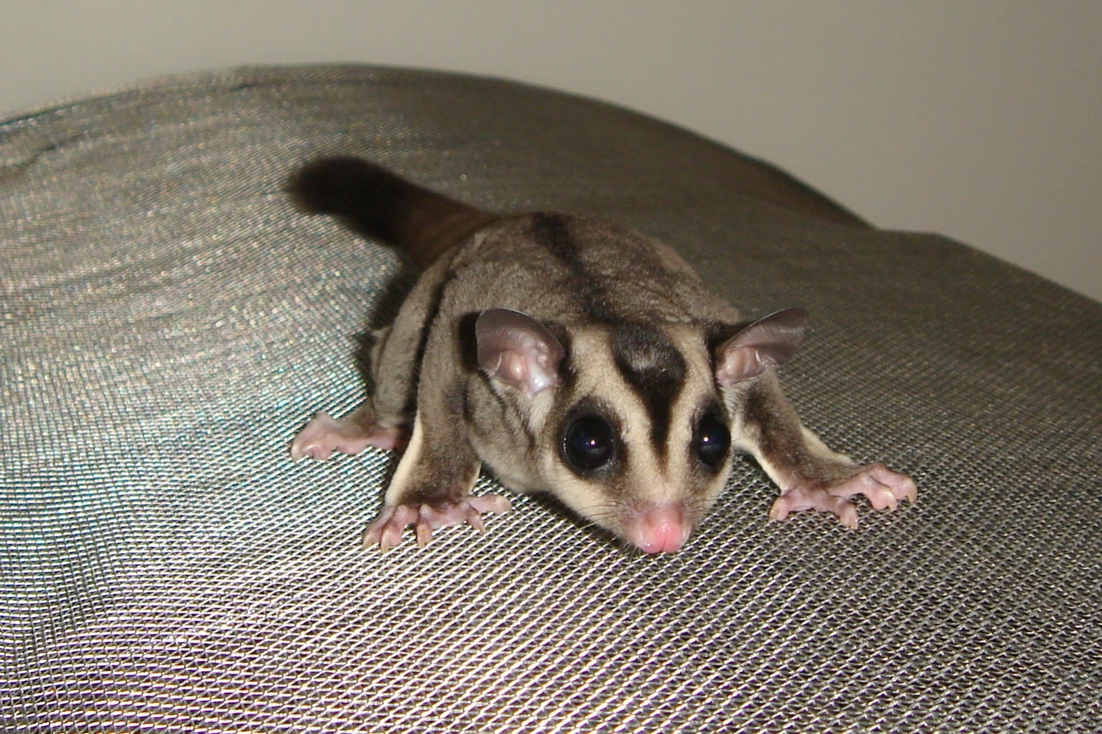 Sugar-Glider 07