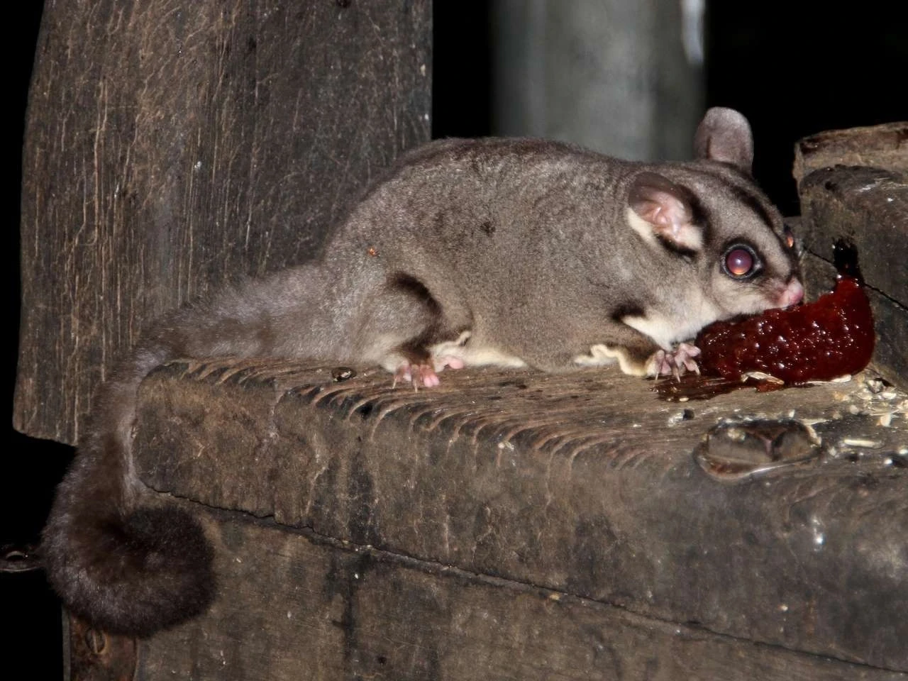 Sugar-Glider 08
