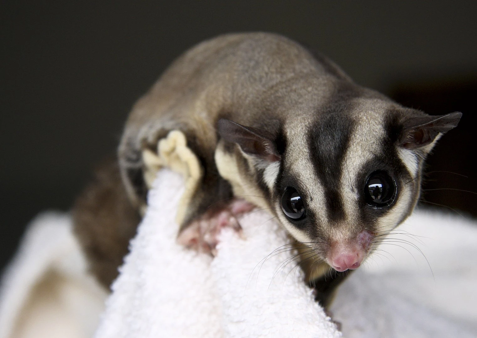 Sugar-Glider 09