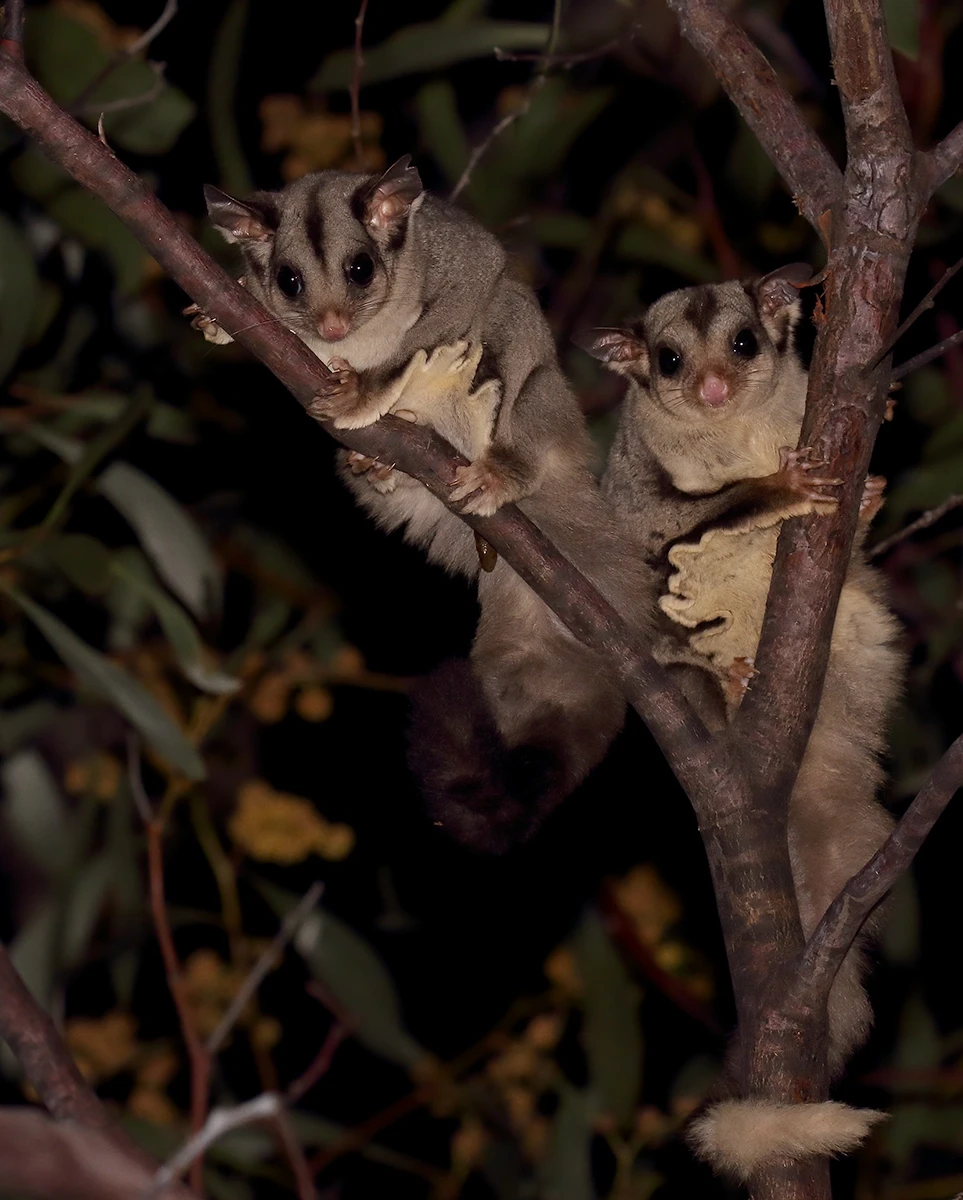 Sugar-Glider 11
