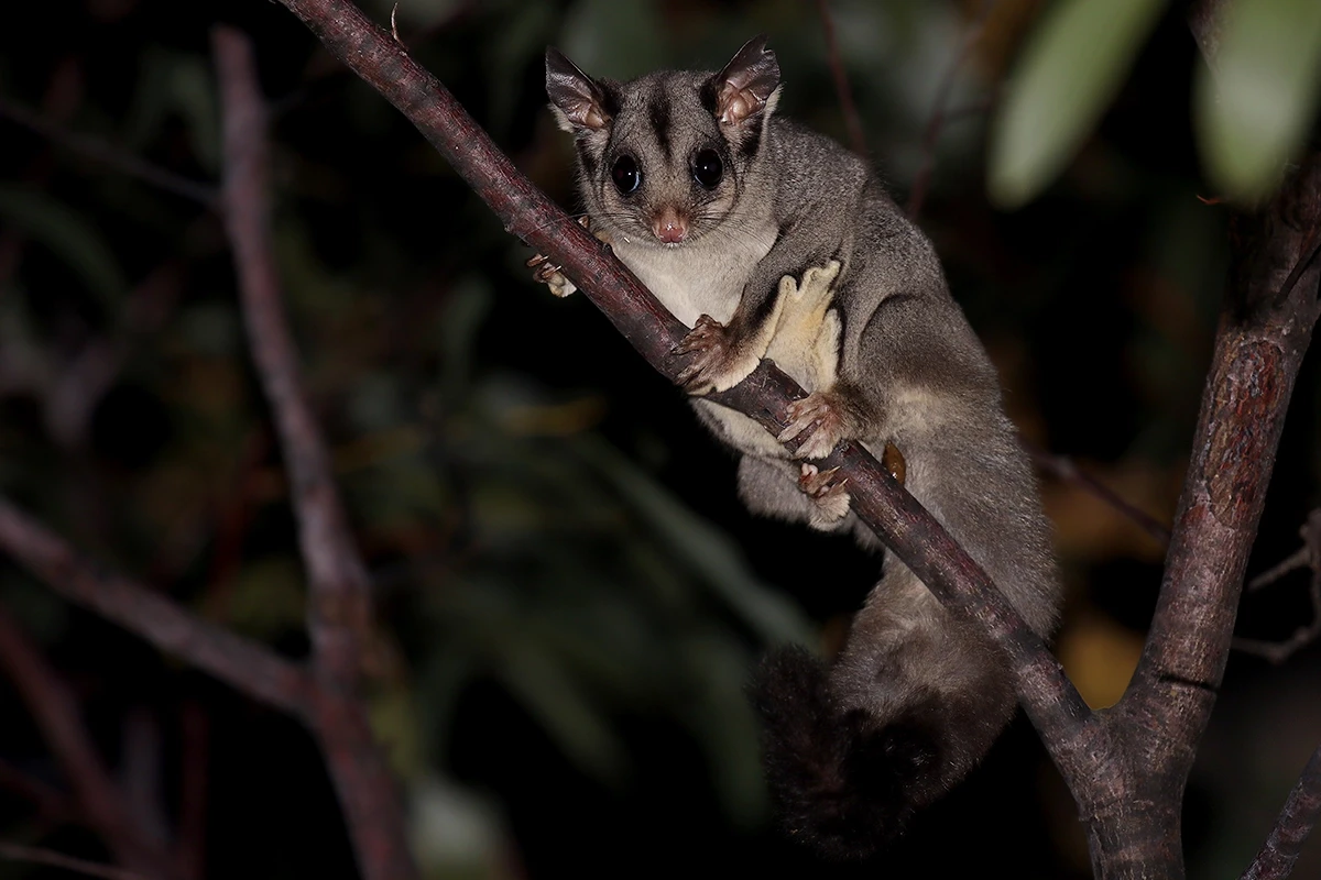 Sugar-Glider 12