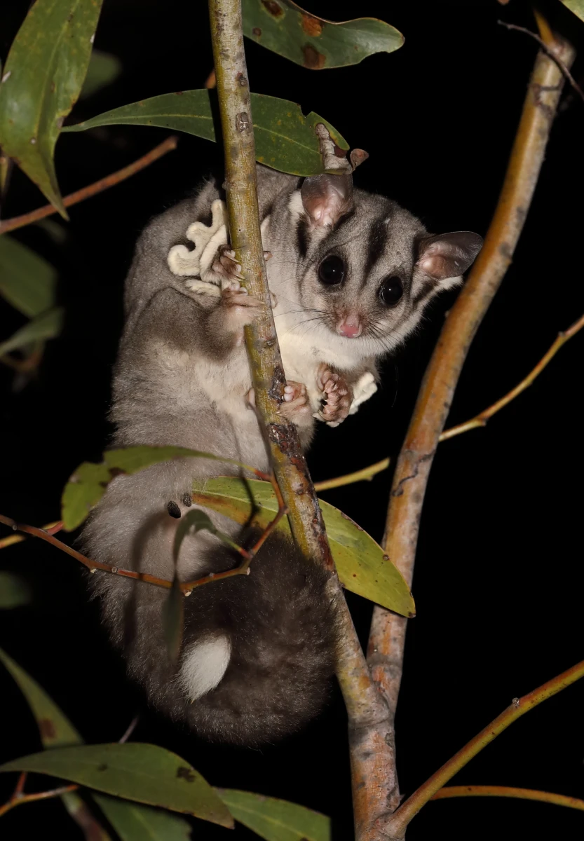 Sugar-Glider 13