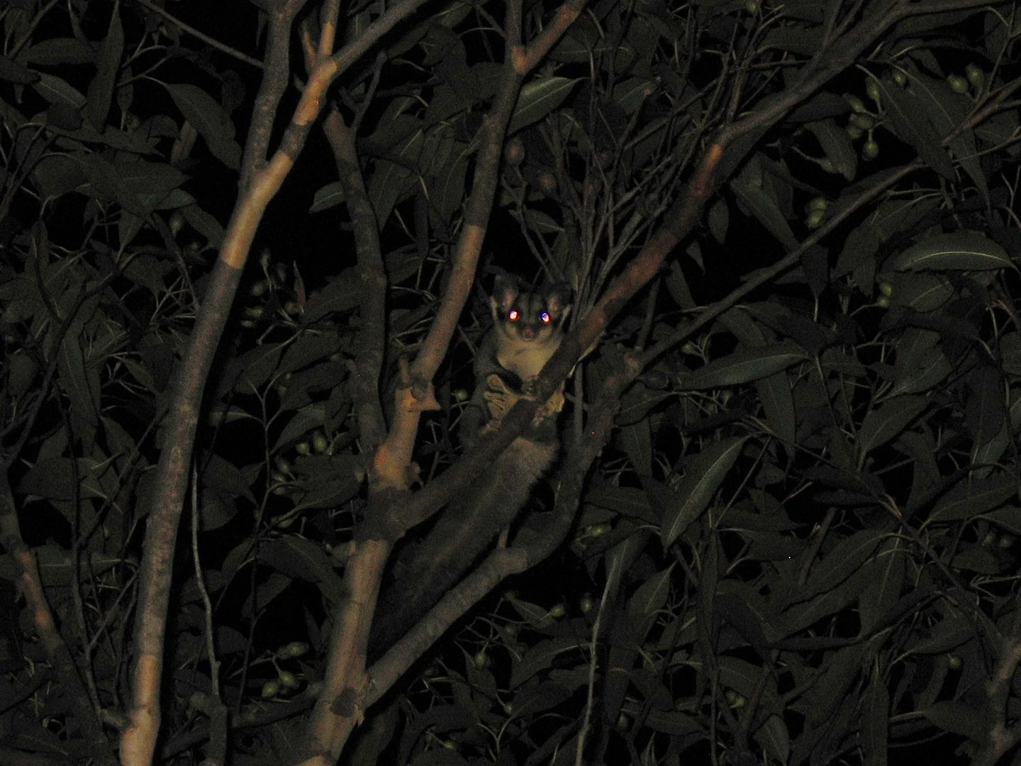 Sugar-Glider 14