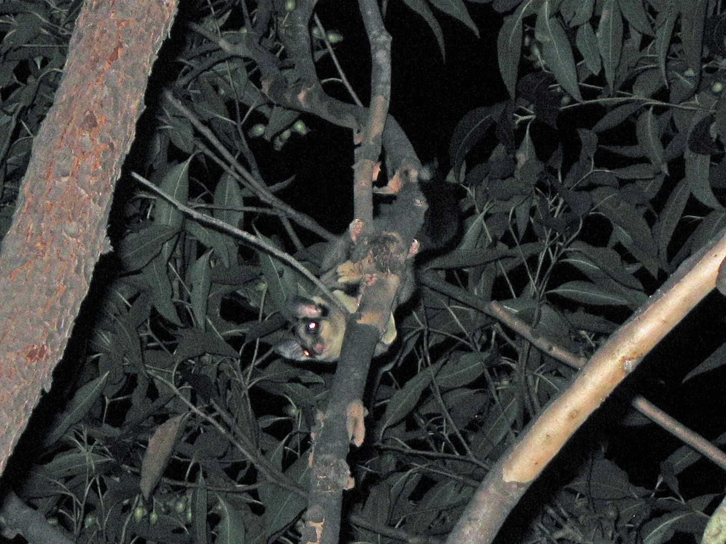 Sugar-Glider 15