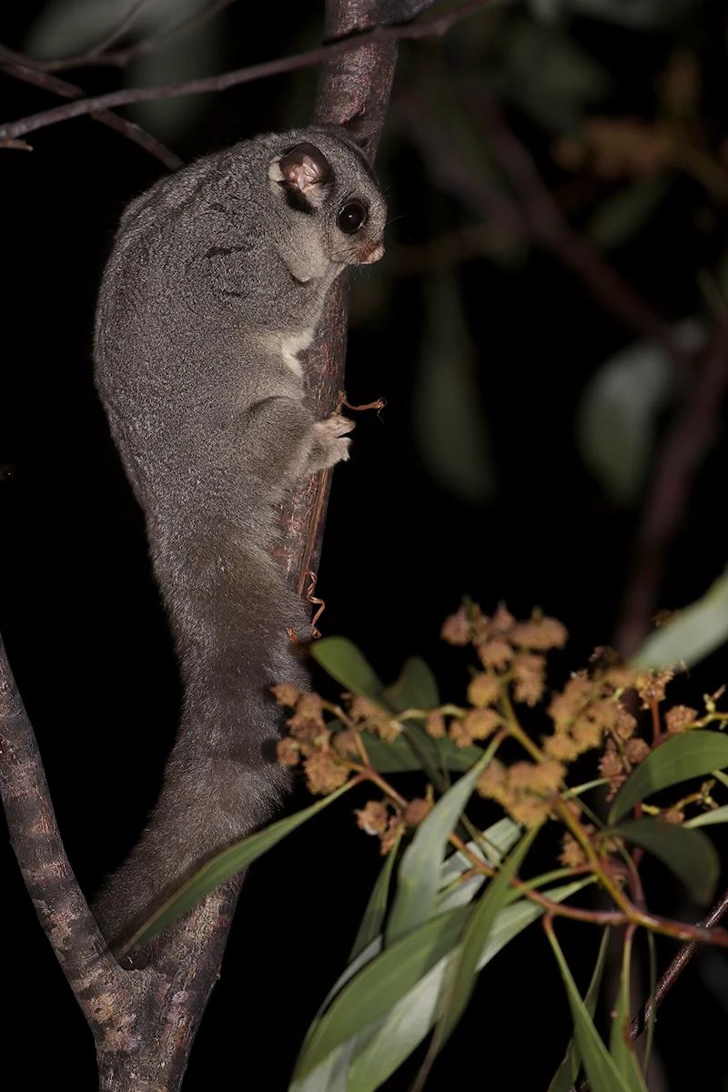 Sugar-Glider 16