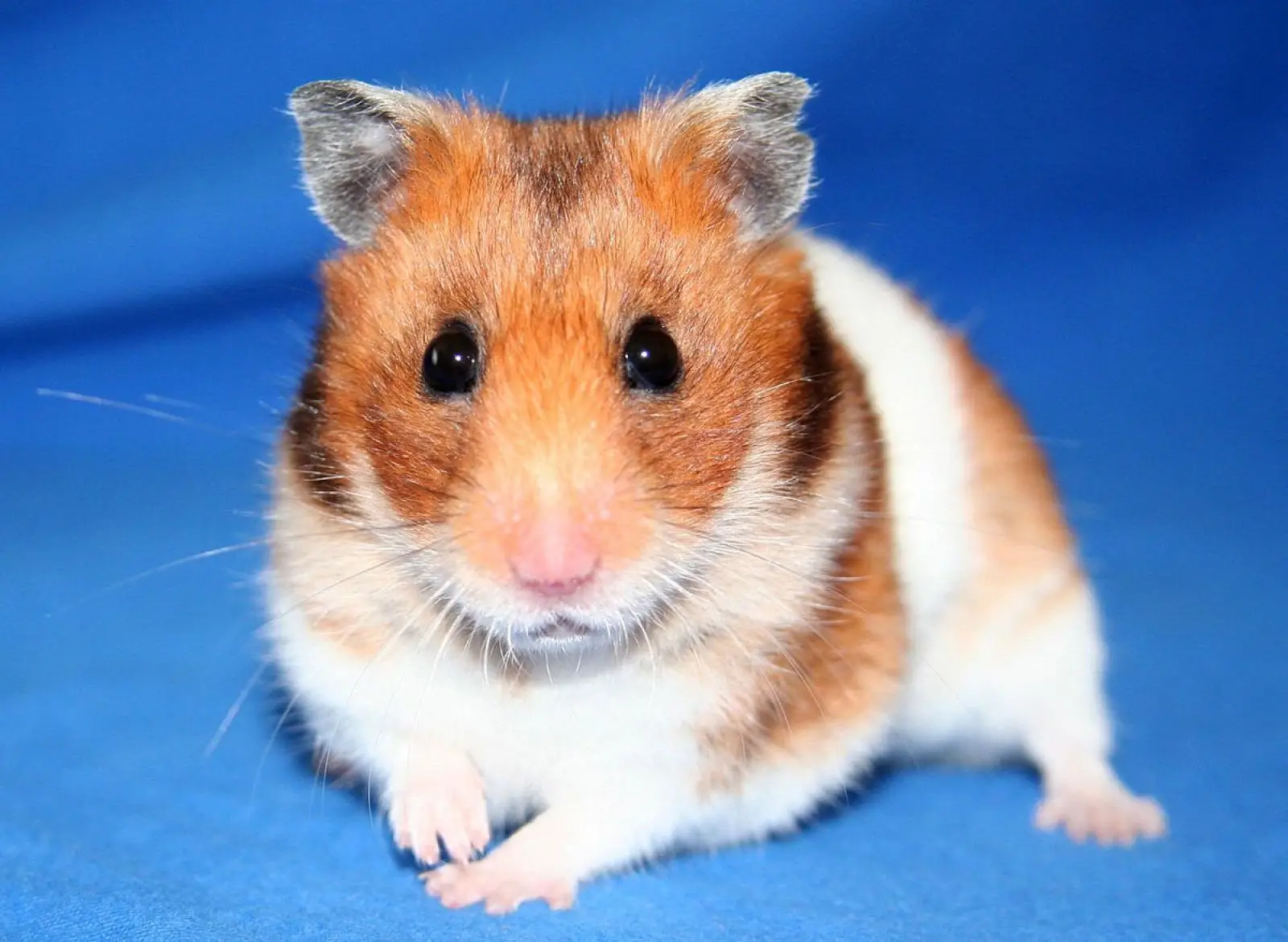 Syrian-Hamster 02