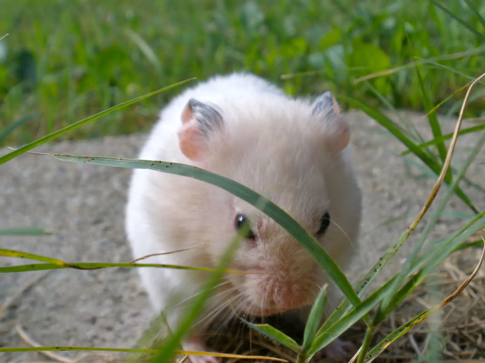 Syrian-Hamster 03