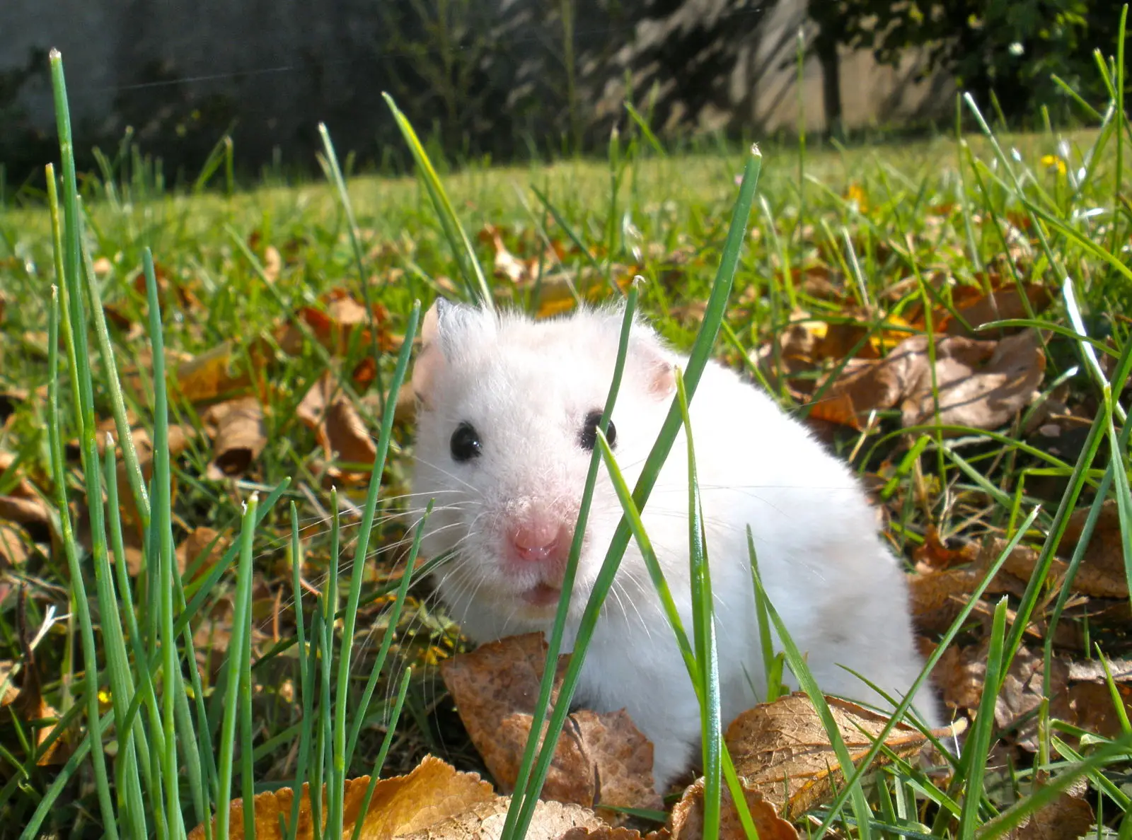 Syrian-Hamster 04