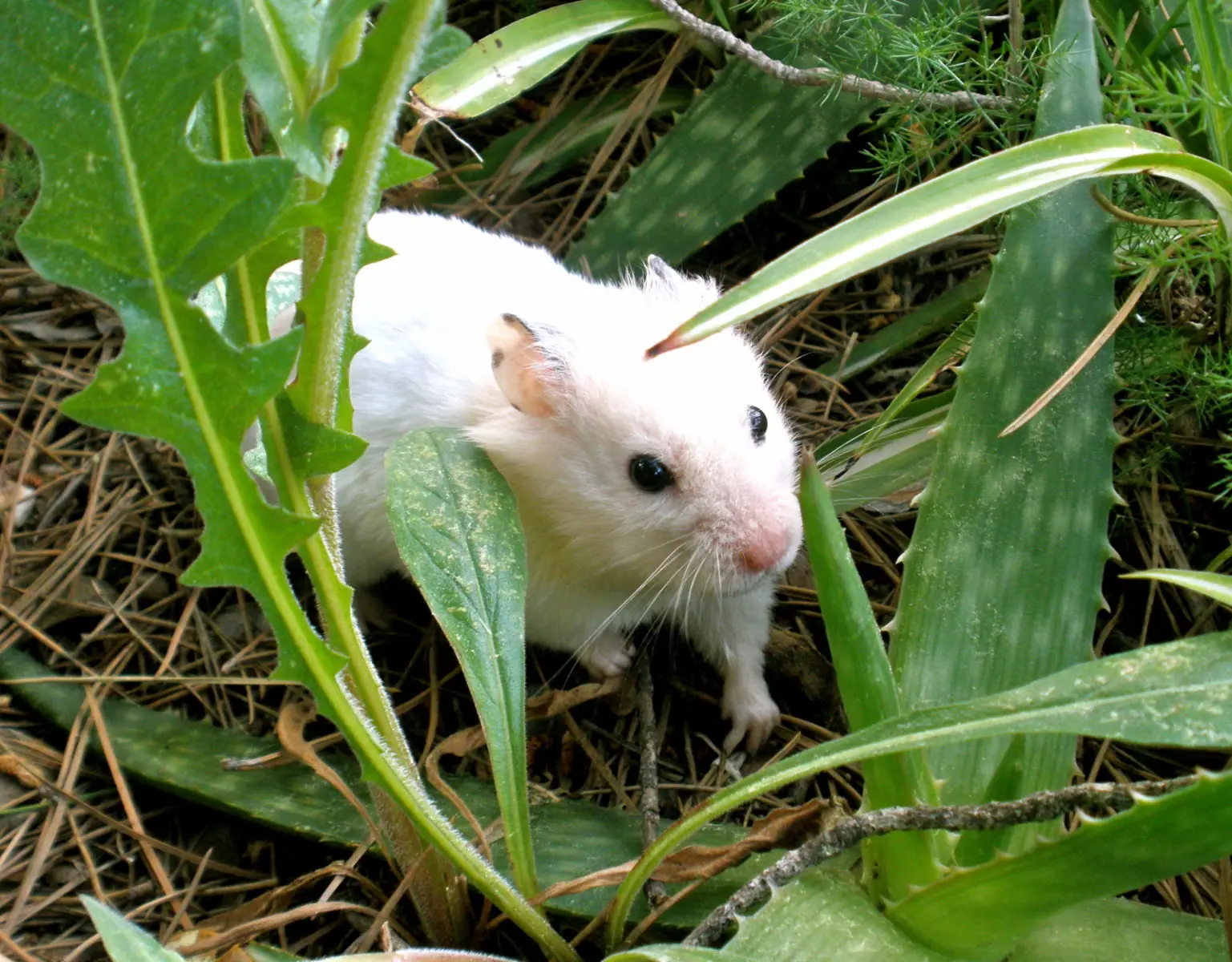 Syrian-Hamster 05