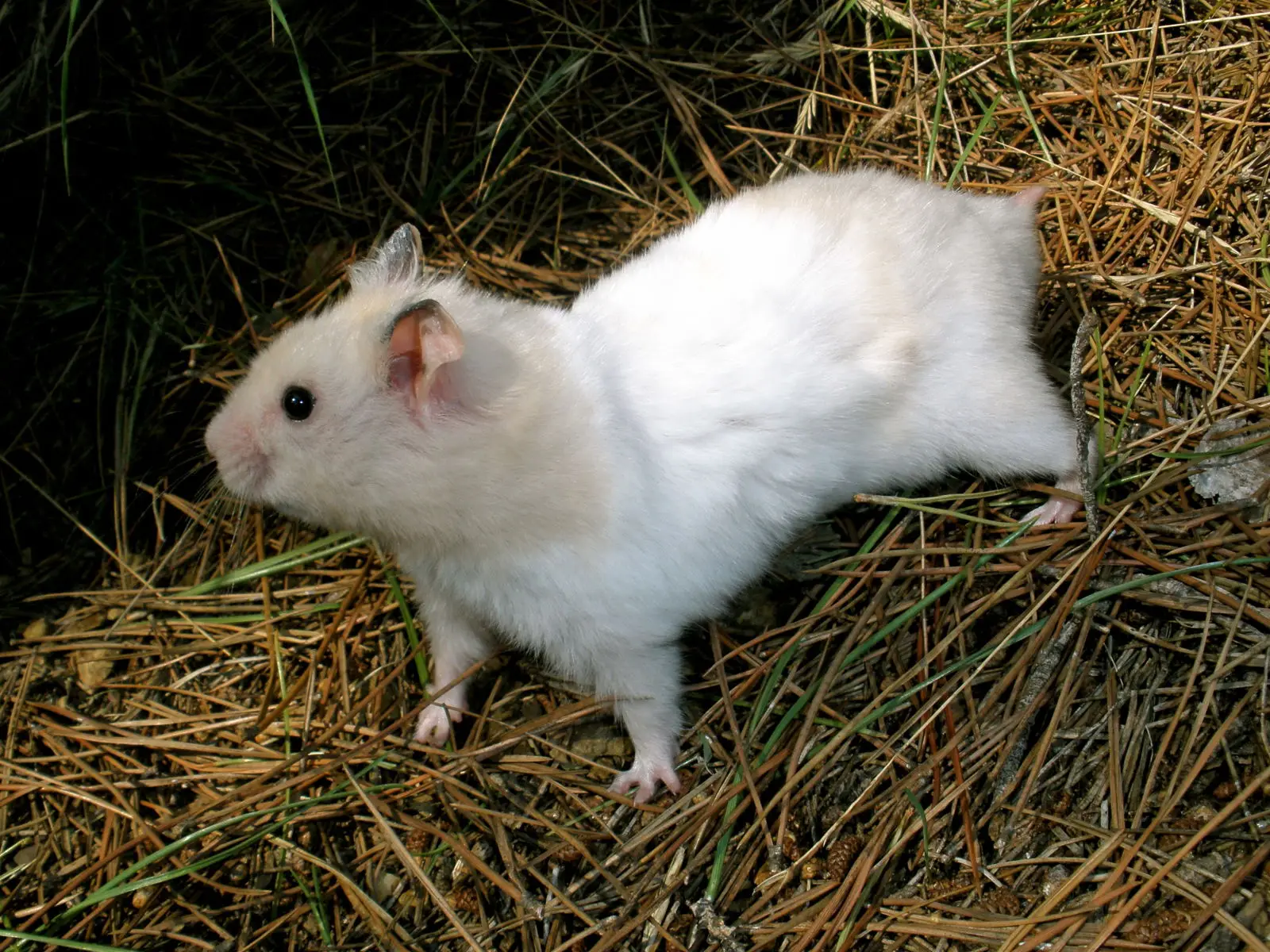 Syrian-Hamster 06