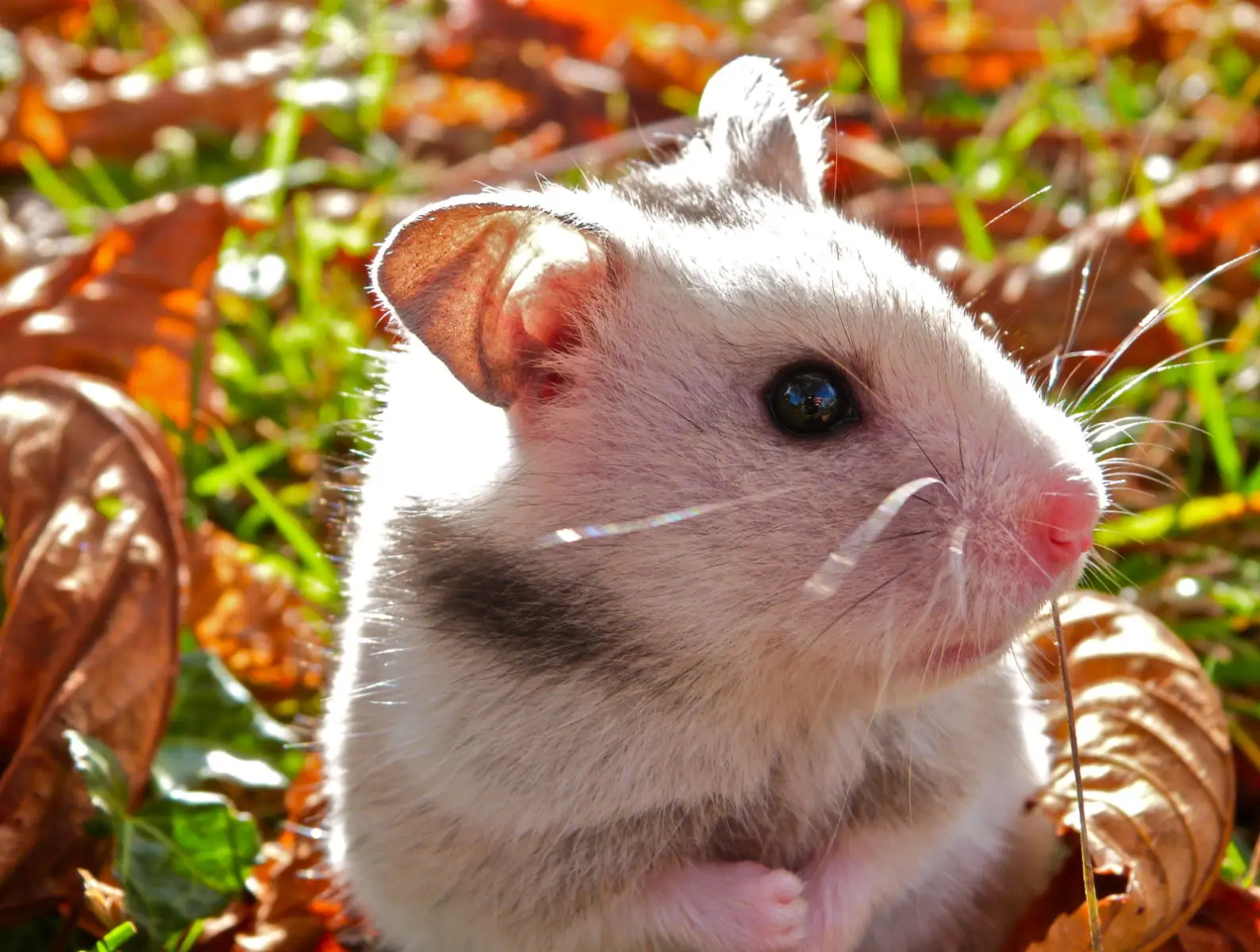Syrian-Hamster 07