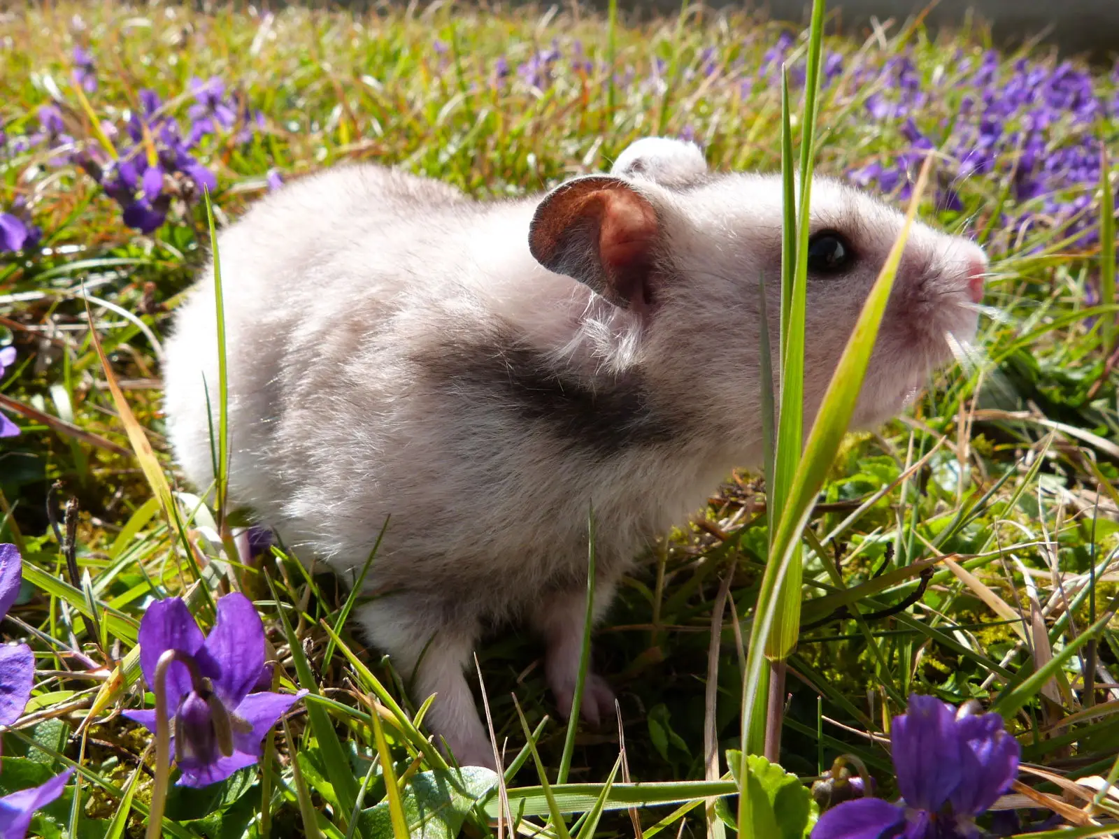 Syrian-Hamster 08