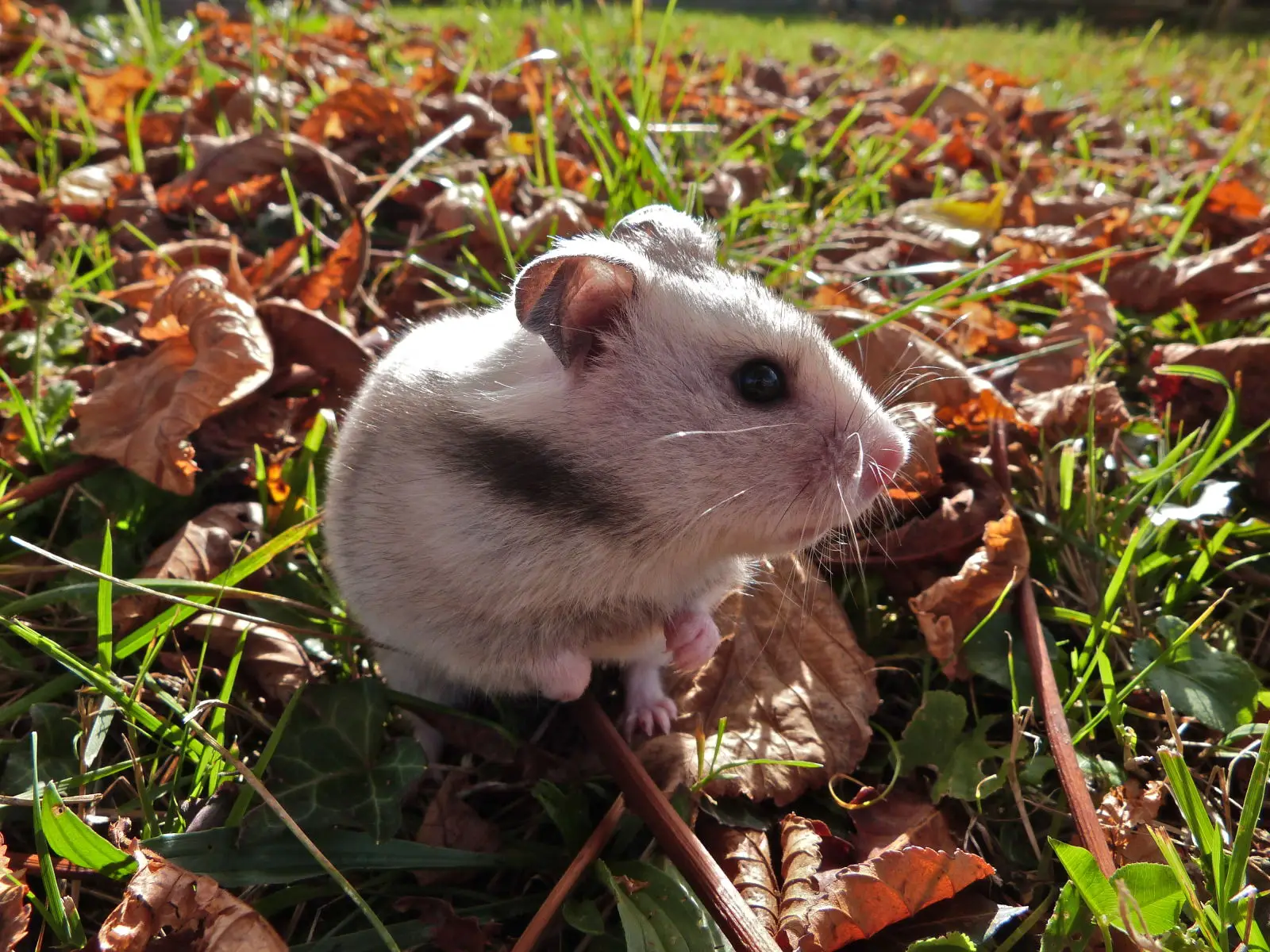 Syrian-Hamster 09