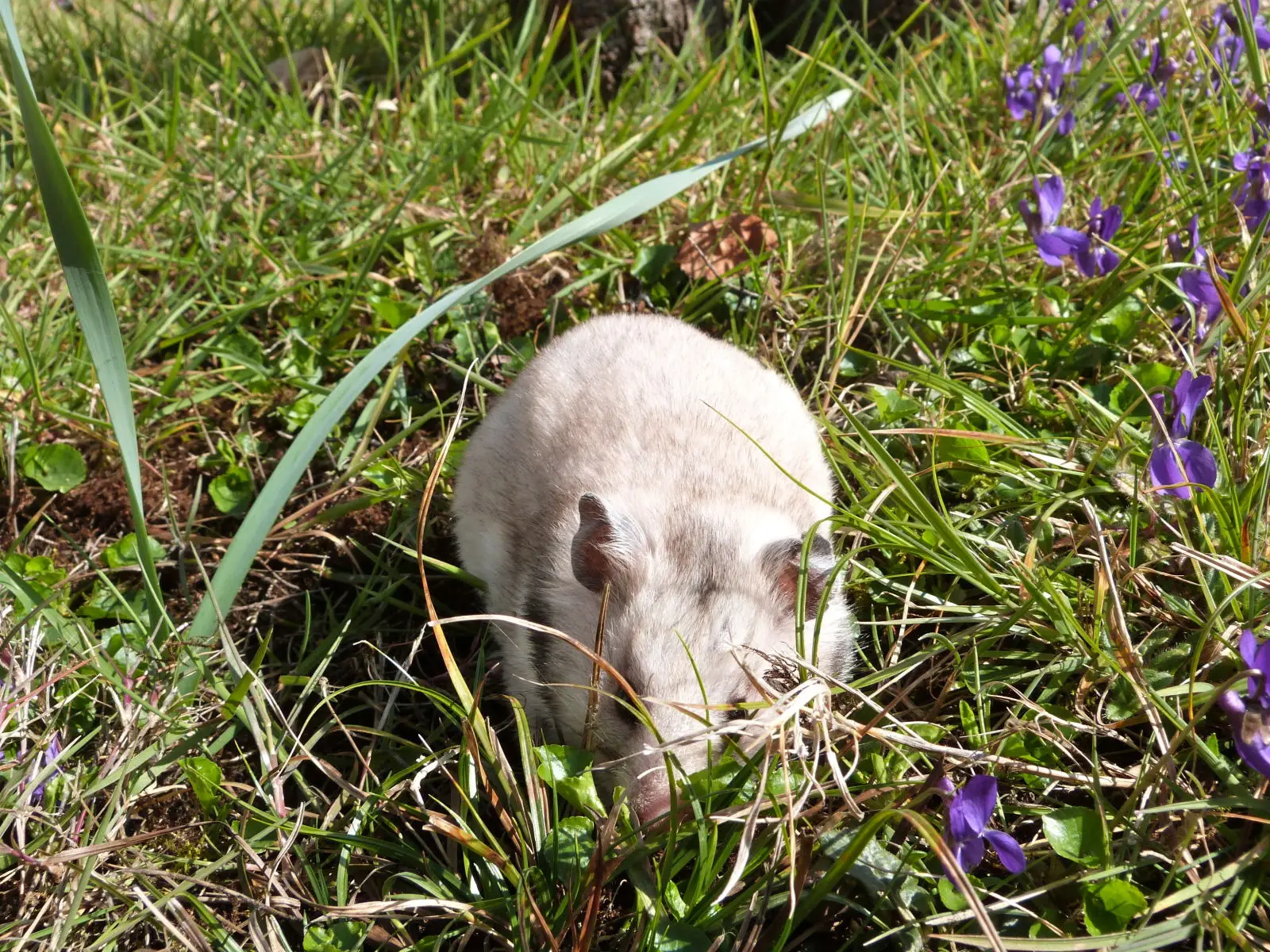 Syrian-Hamster 10