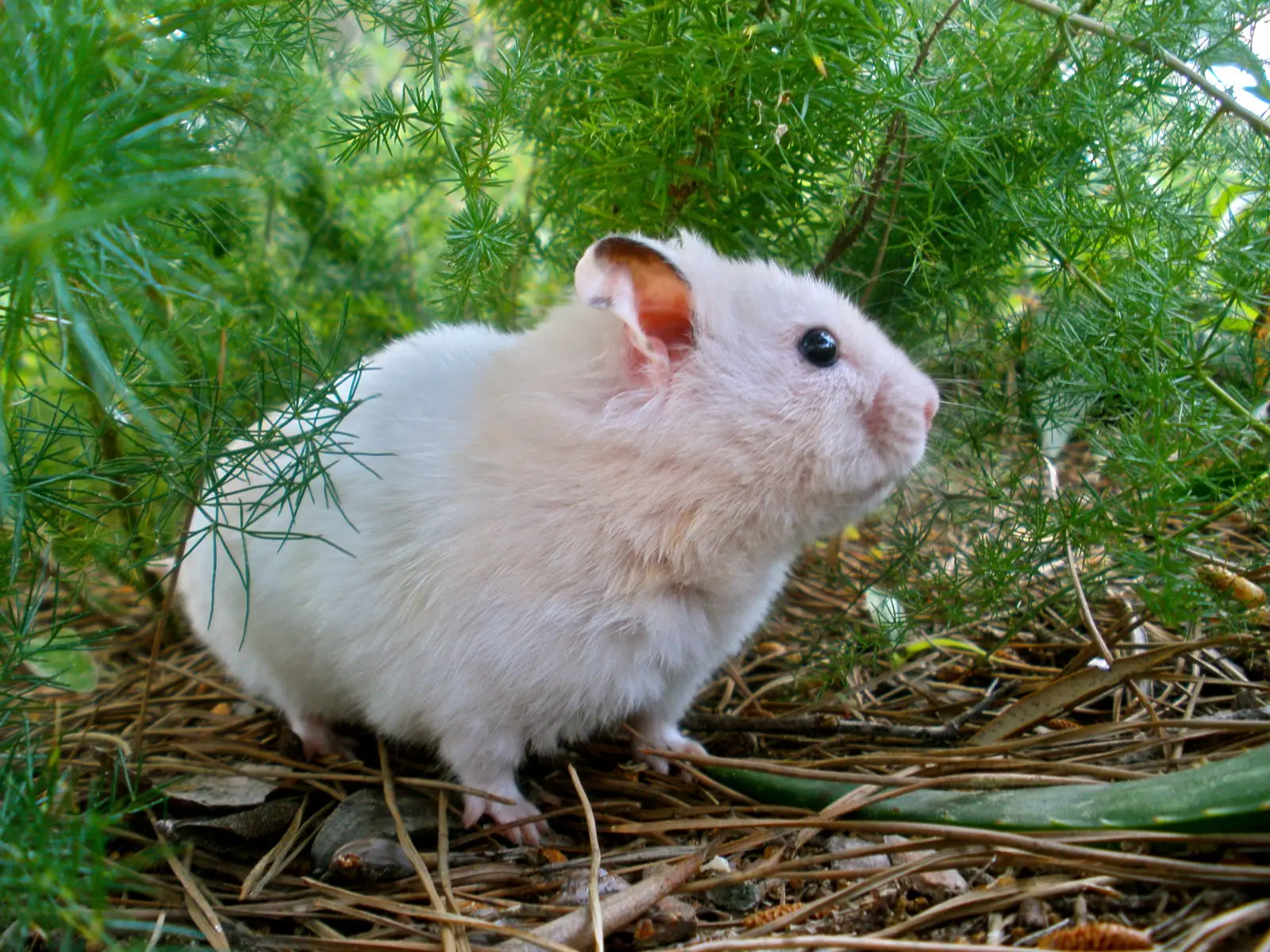 Syrian-Hamster 11