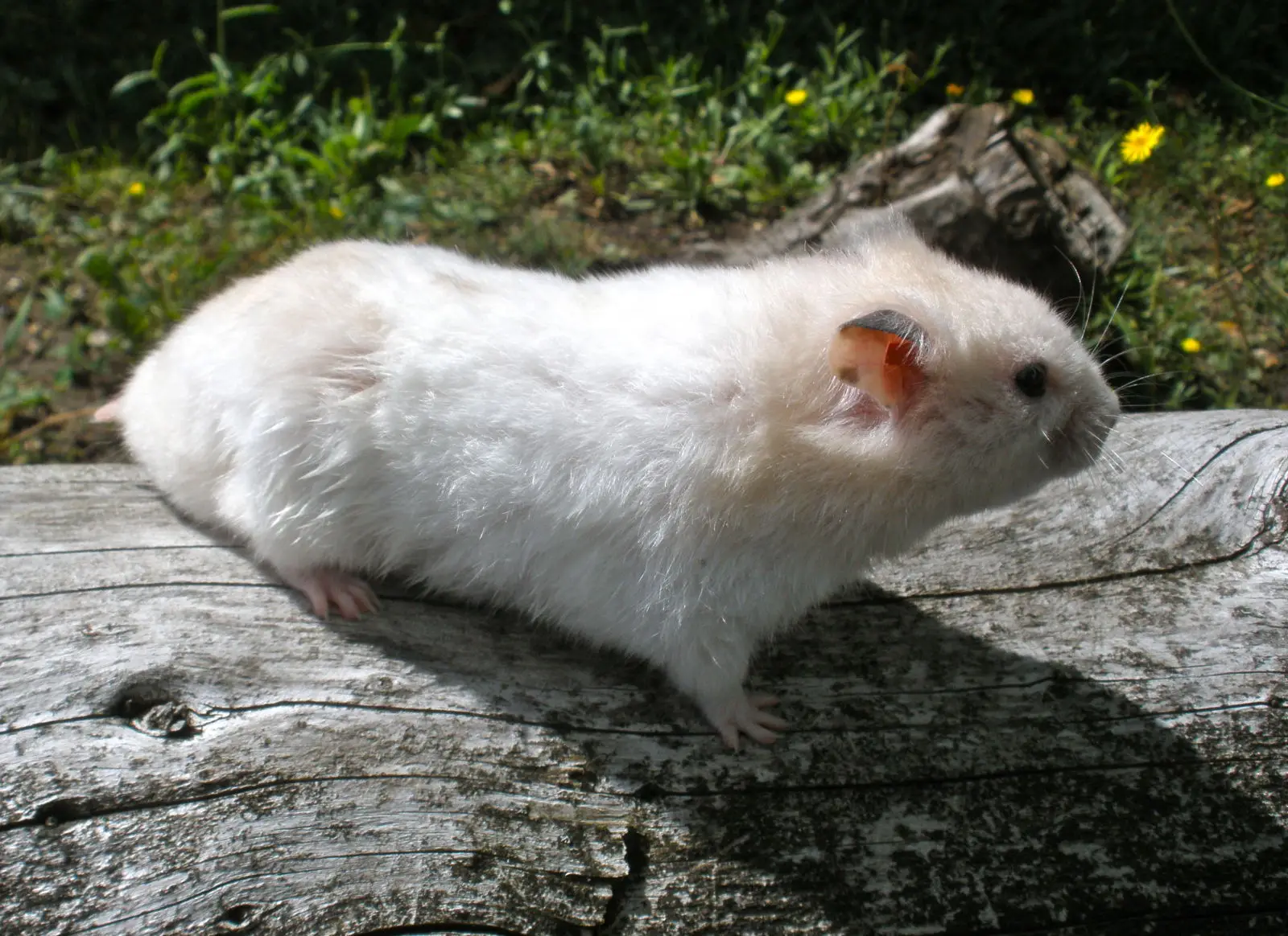 Syrian-Hamster 13